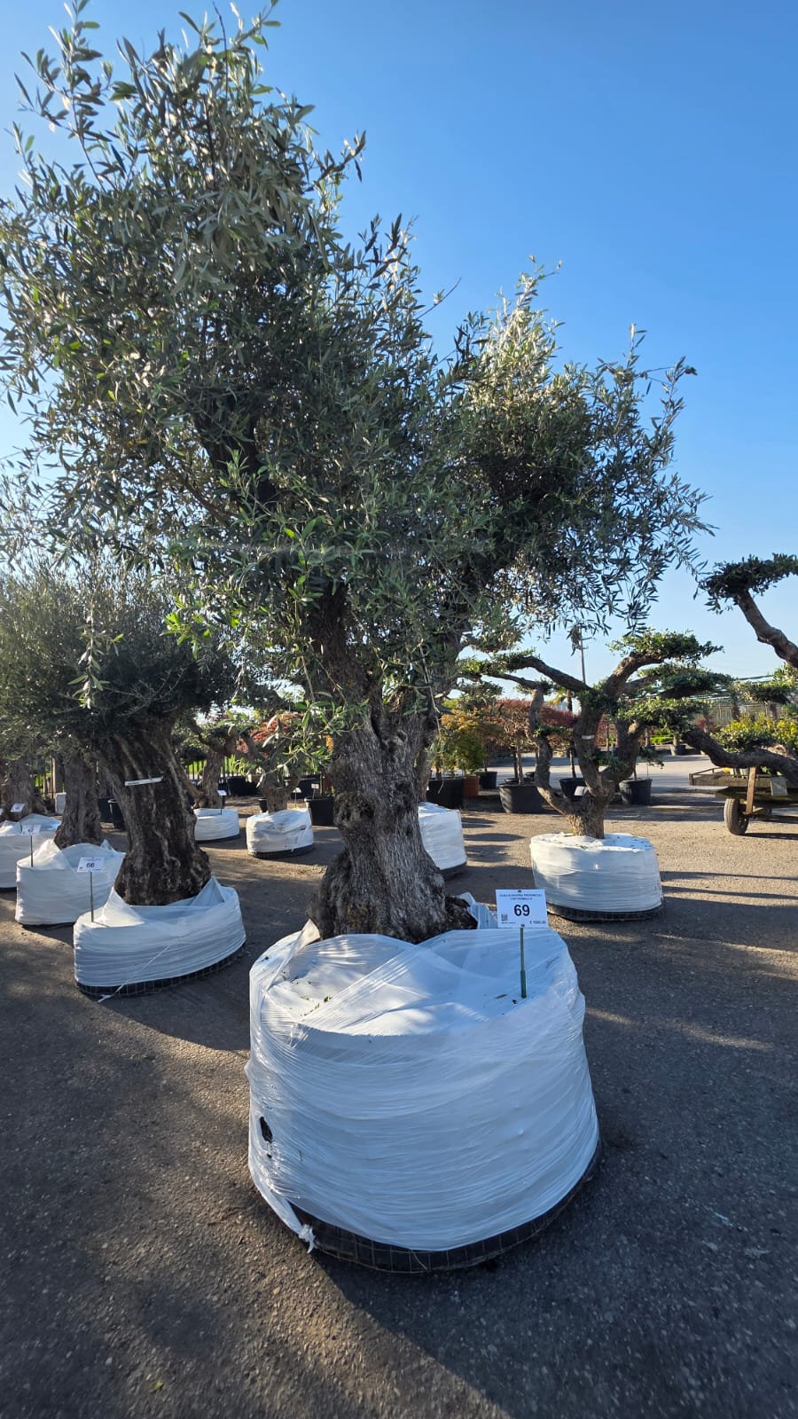 OLEA.EU_.69_5128