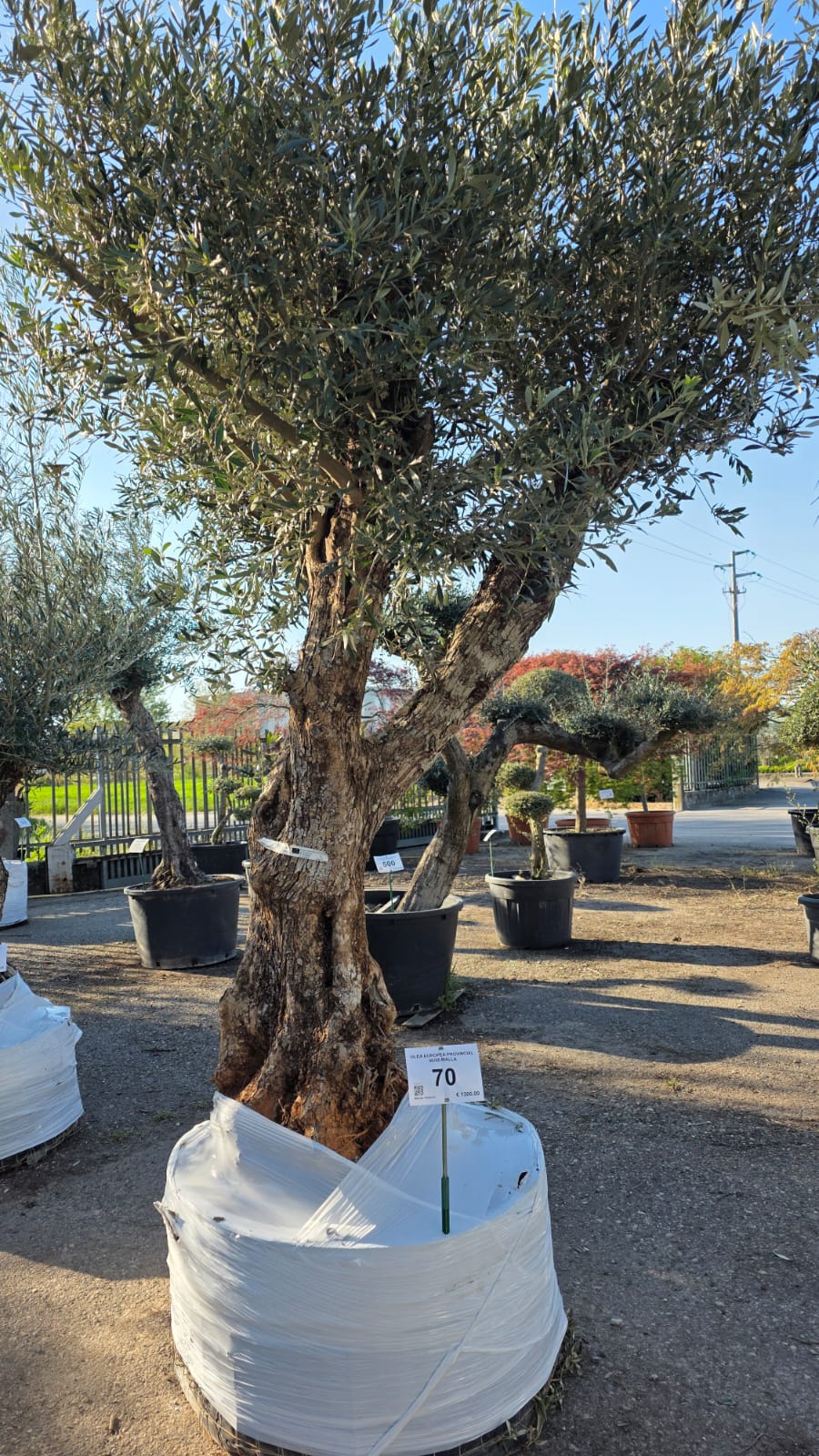 OLEA.EU_.70_5127
