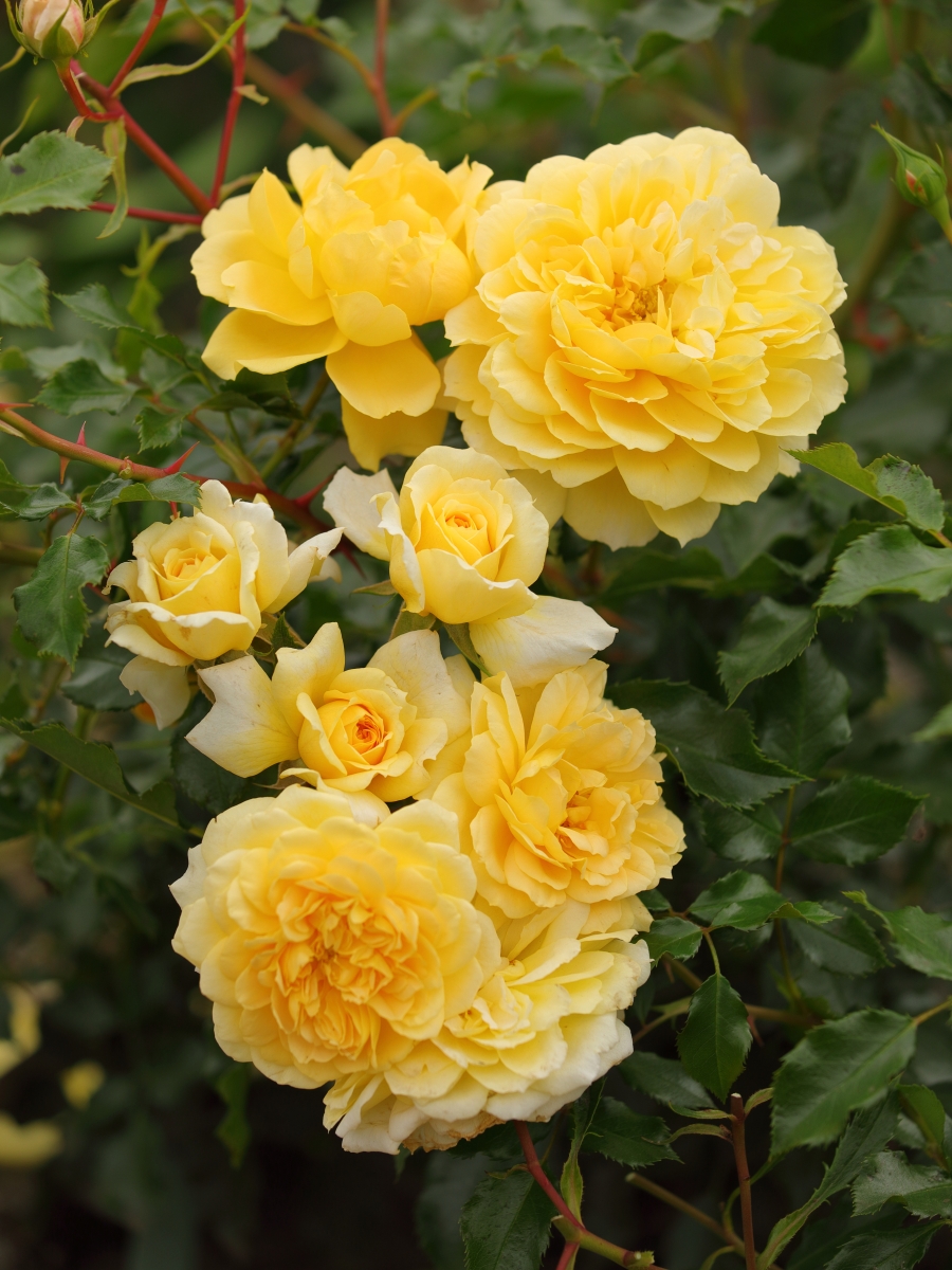 ROSA.PO_.SP_.E1_5187