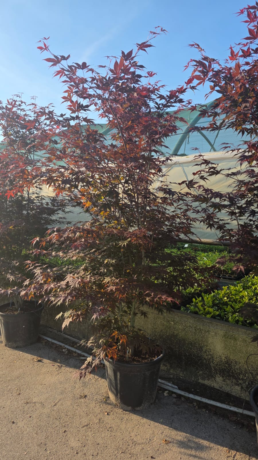 ACER.PA_.AT_.ST_5191