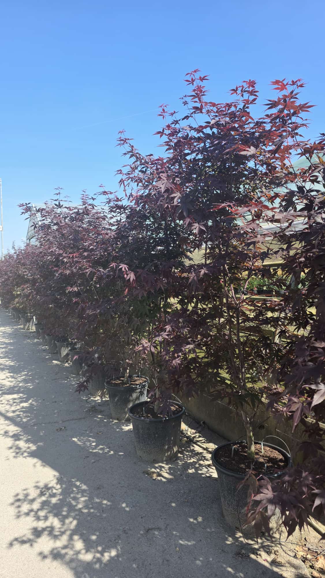ACER.PA_.BG_.ST_5192