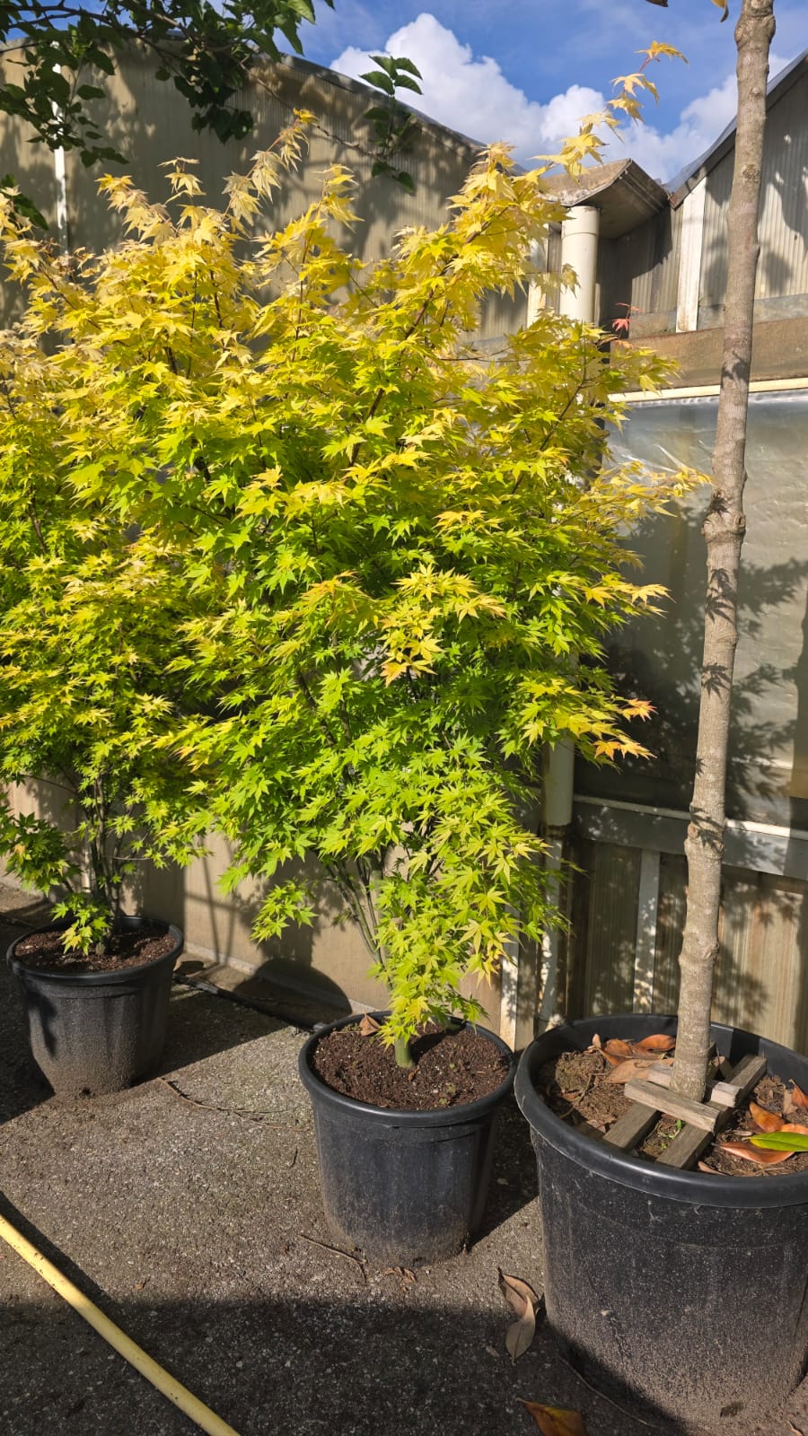 ACER.PA_.OD_.ST_5193