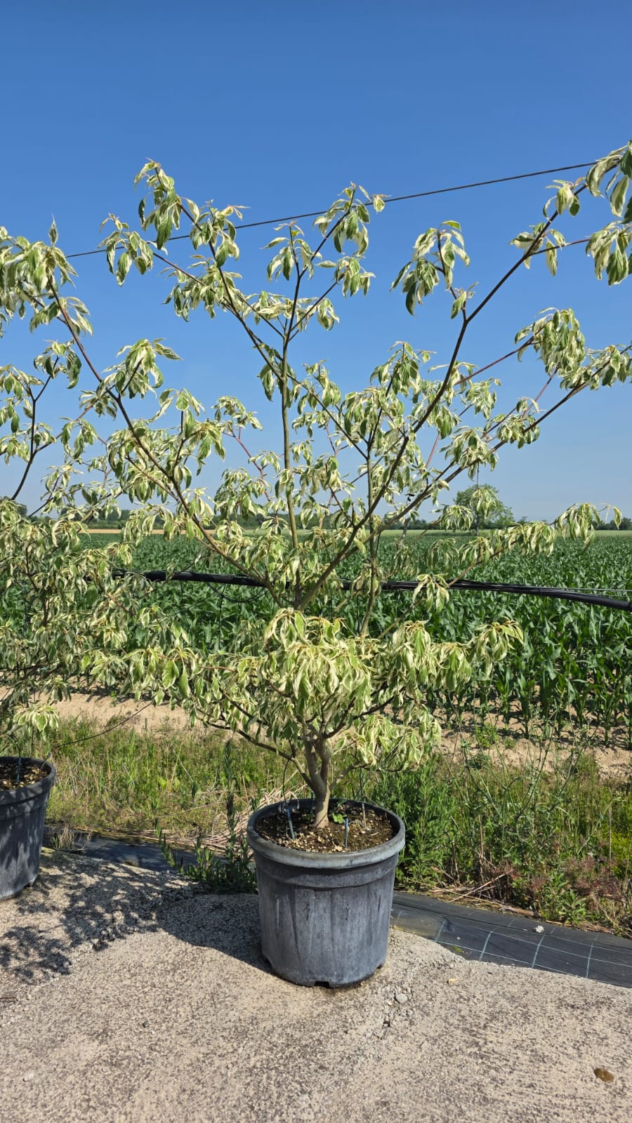 CORN.CO_.VA_.T_5197