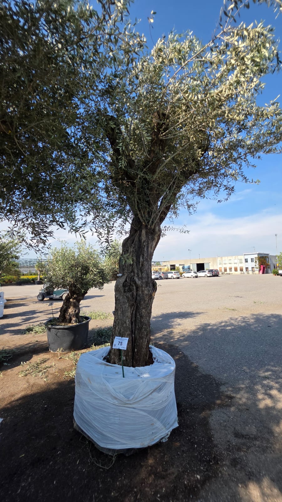 OLEA.EU_.75_5206