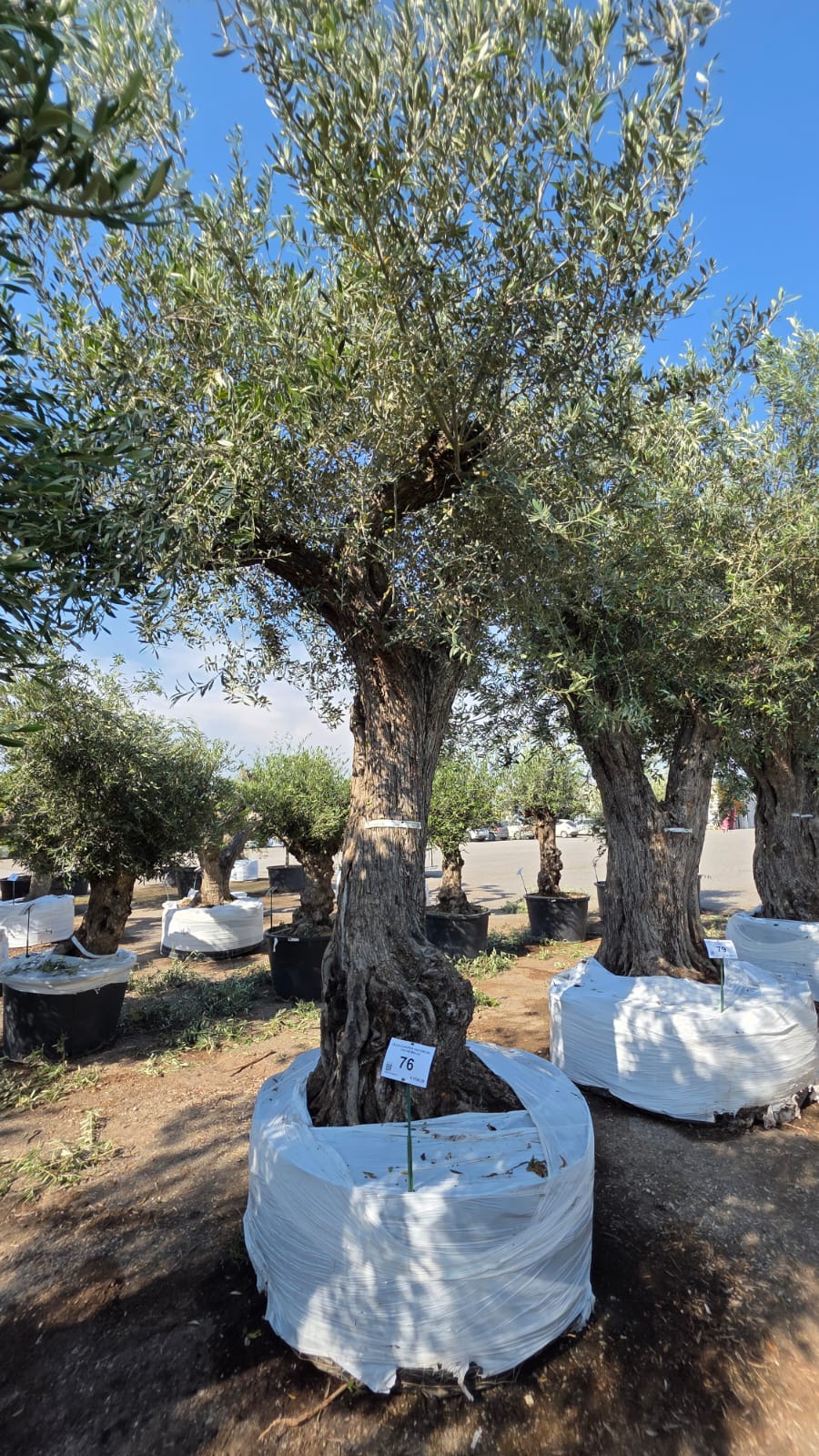 OLEA.EU_.76_5207
