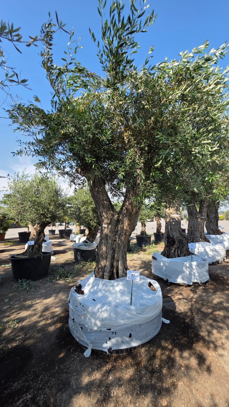 OLEA.EU_.77_5208