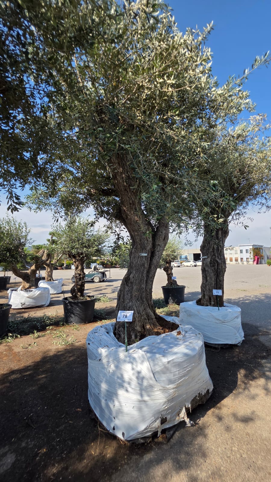 OLEA.EU_.78_5209