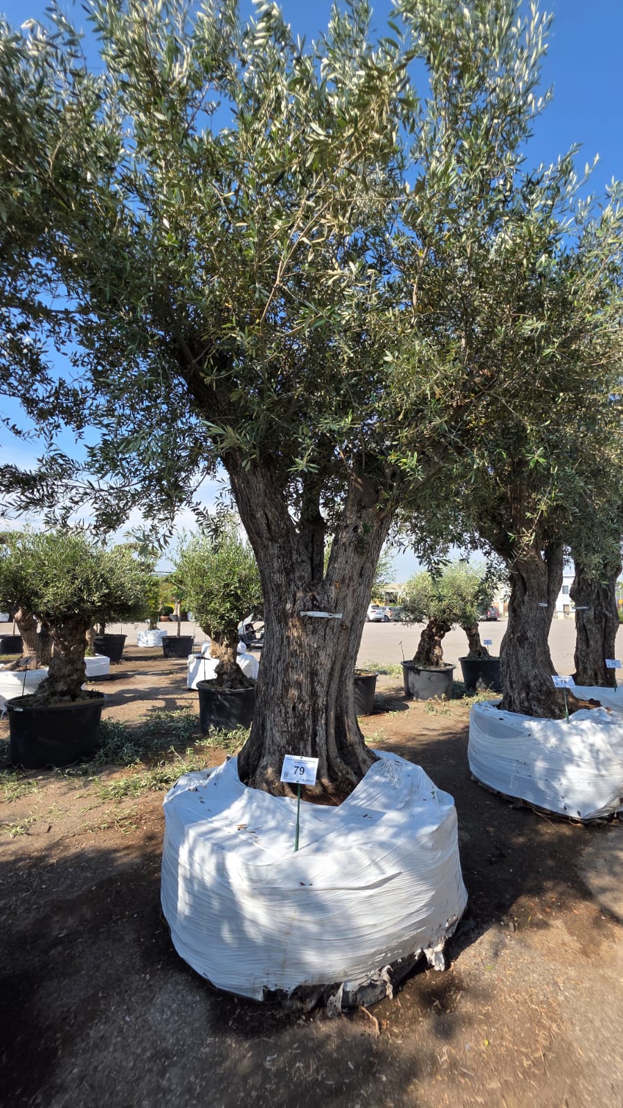 OLEA.EU_.79_5210