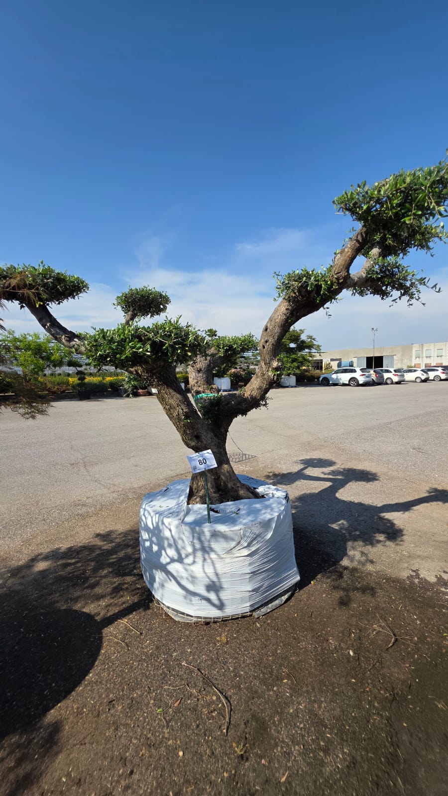 OLEA.EU_.80_5216