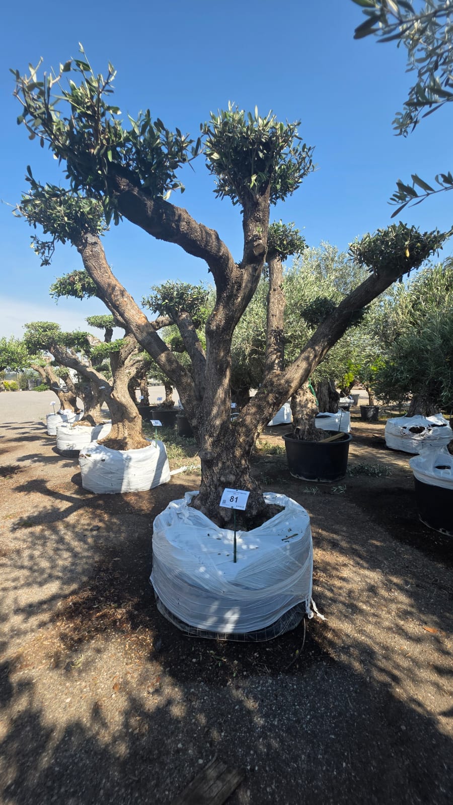 OLEA.EU_.81_5217