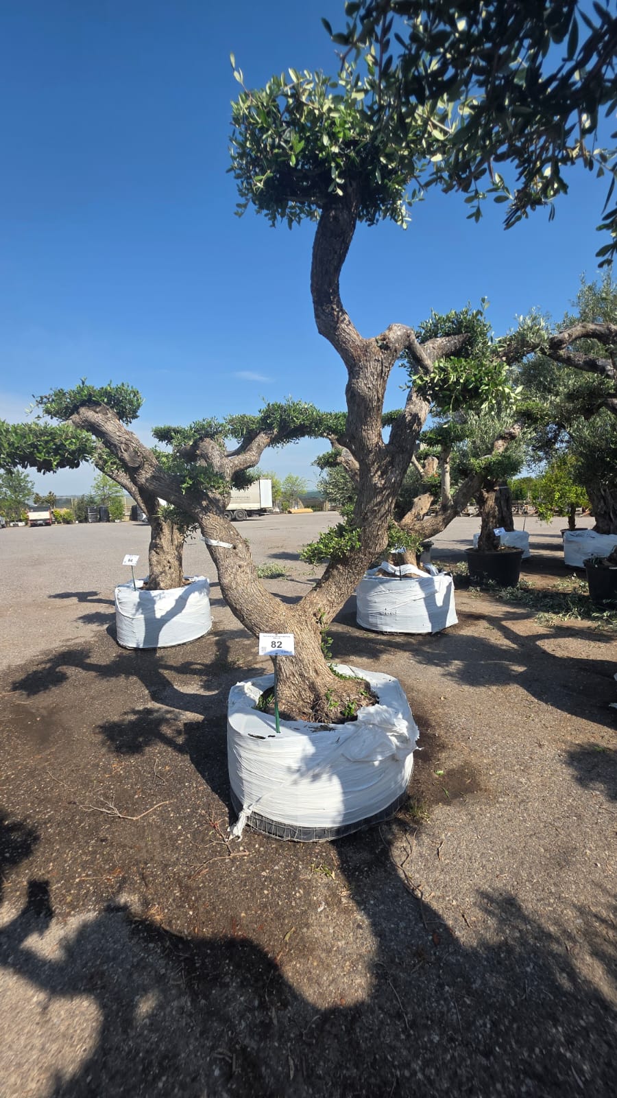 OLEA.EU_.82_5218