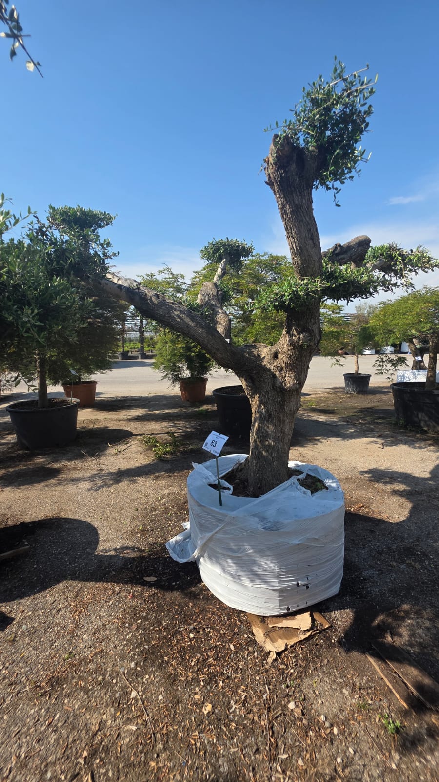 OLEA.EU_.83_5219
