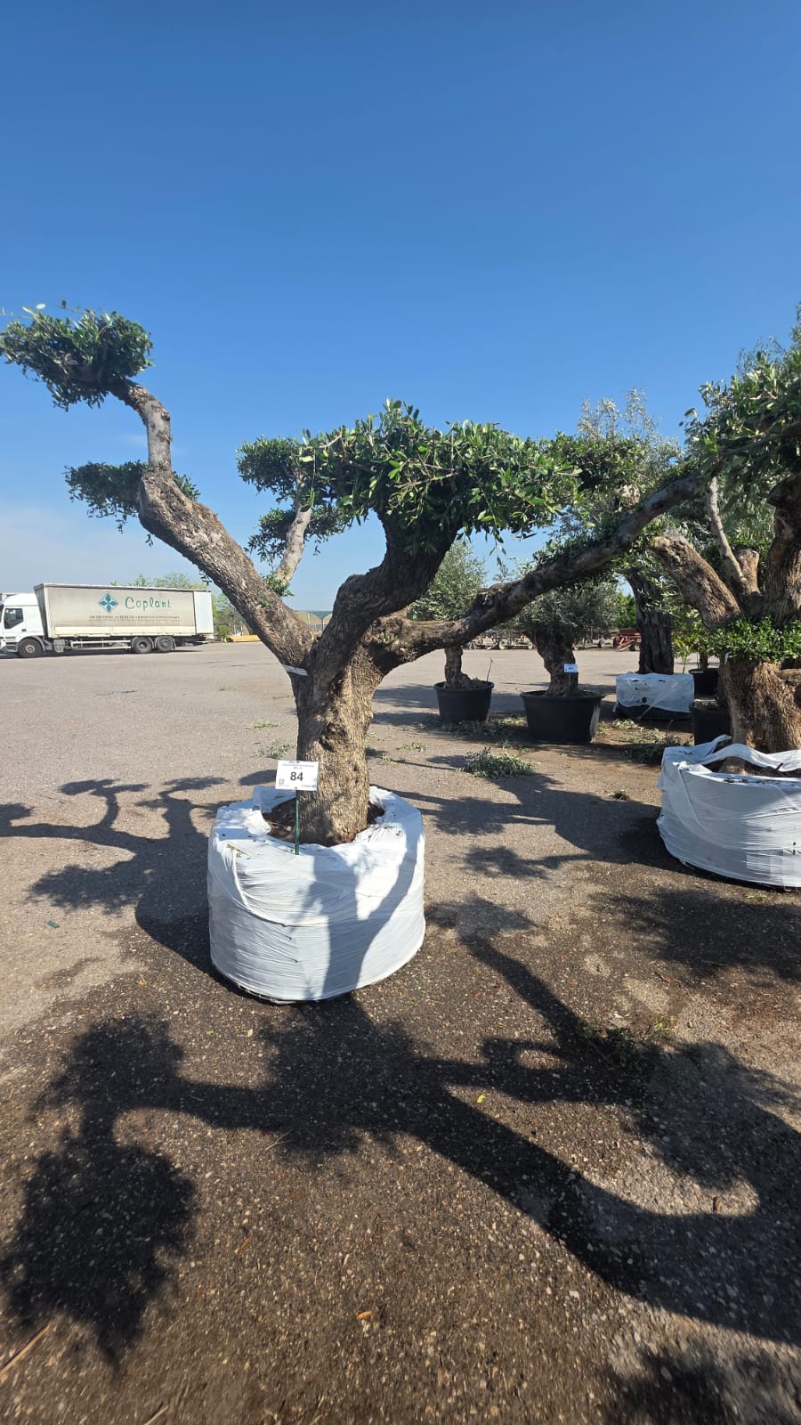 OLEA.EU_.84_5220