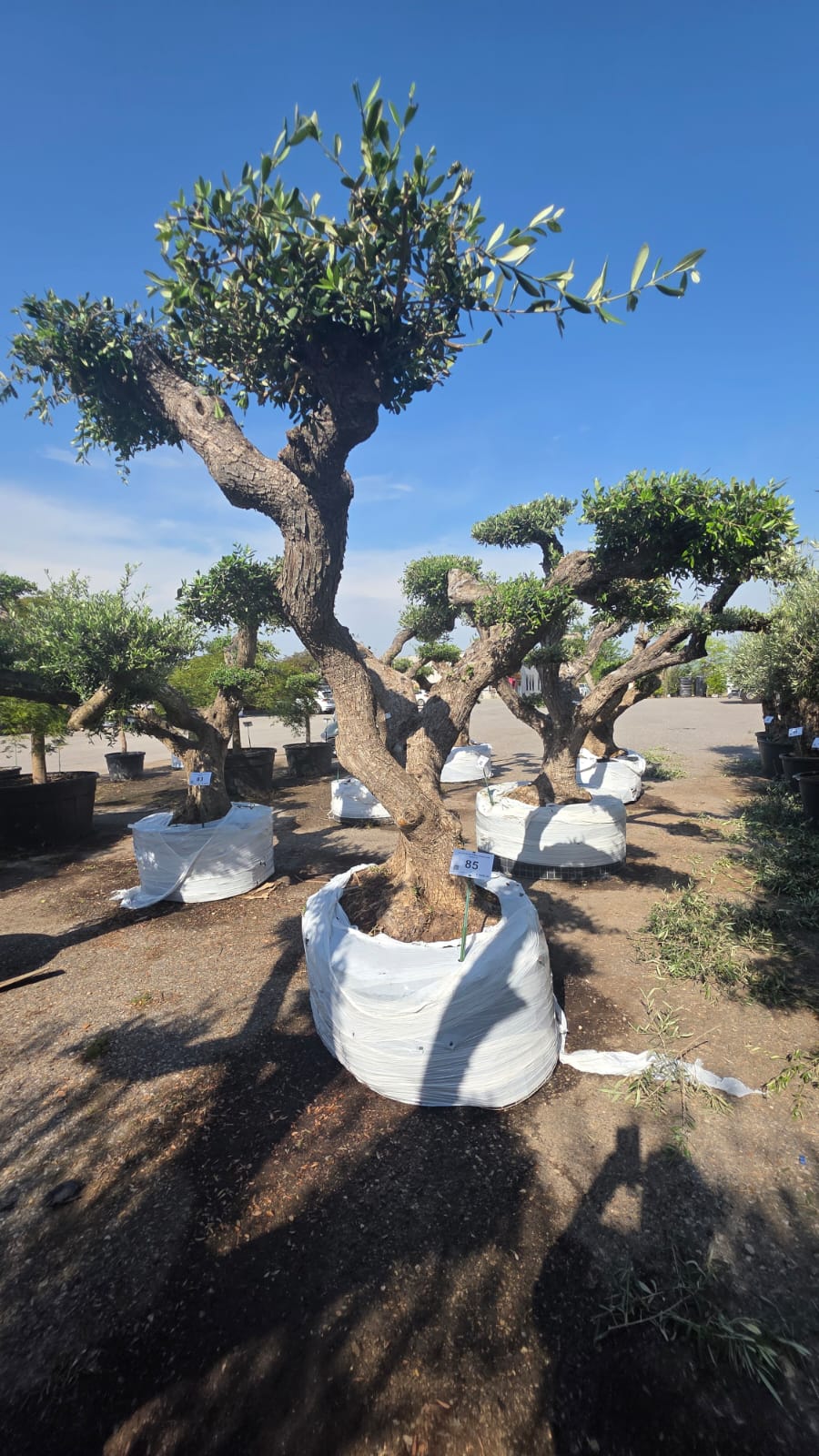 OLEA.EU_.85_5221