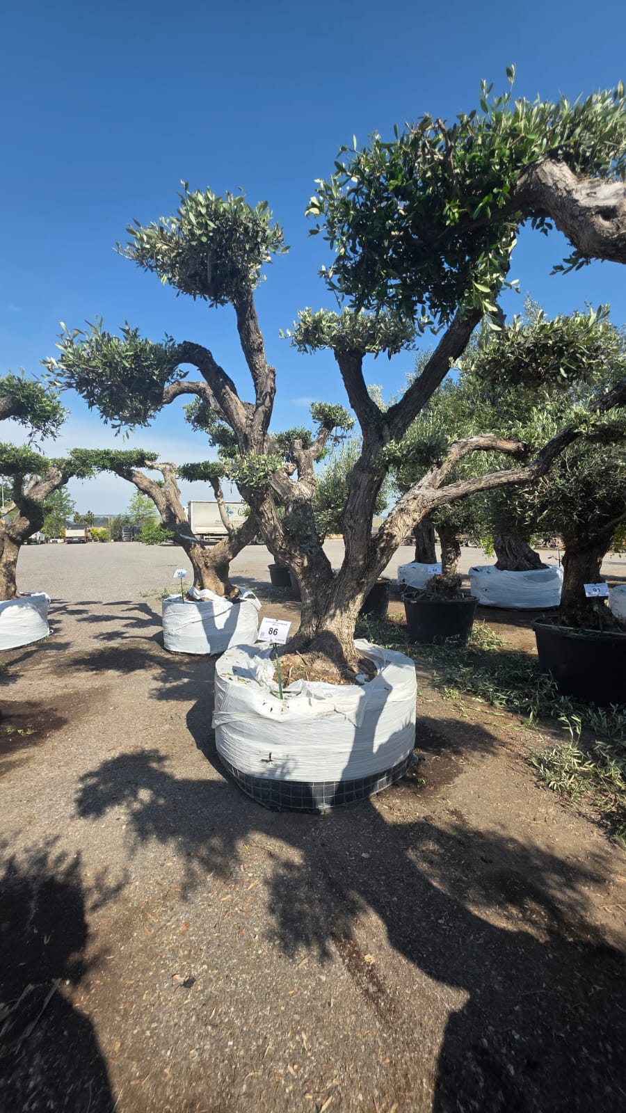 OLEA.EU_.86_5222