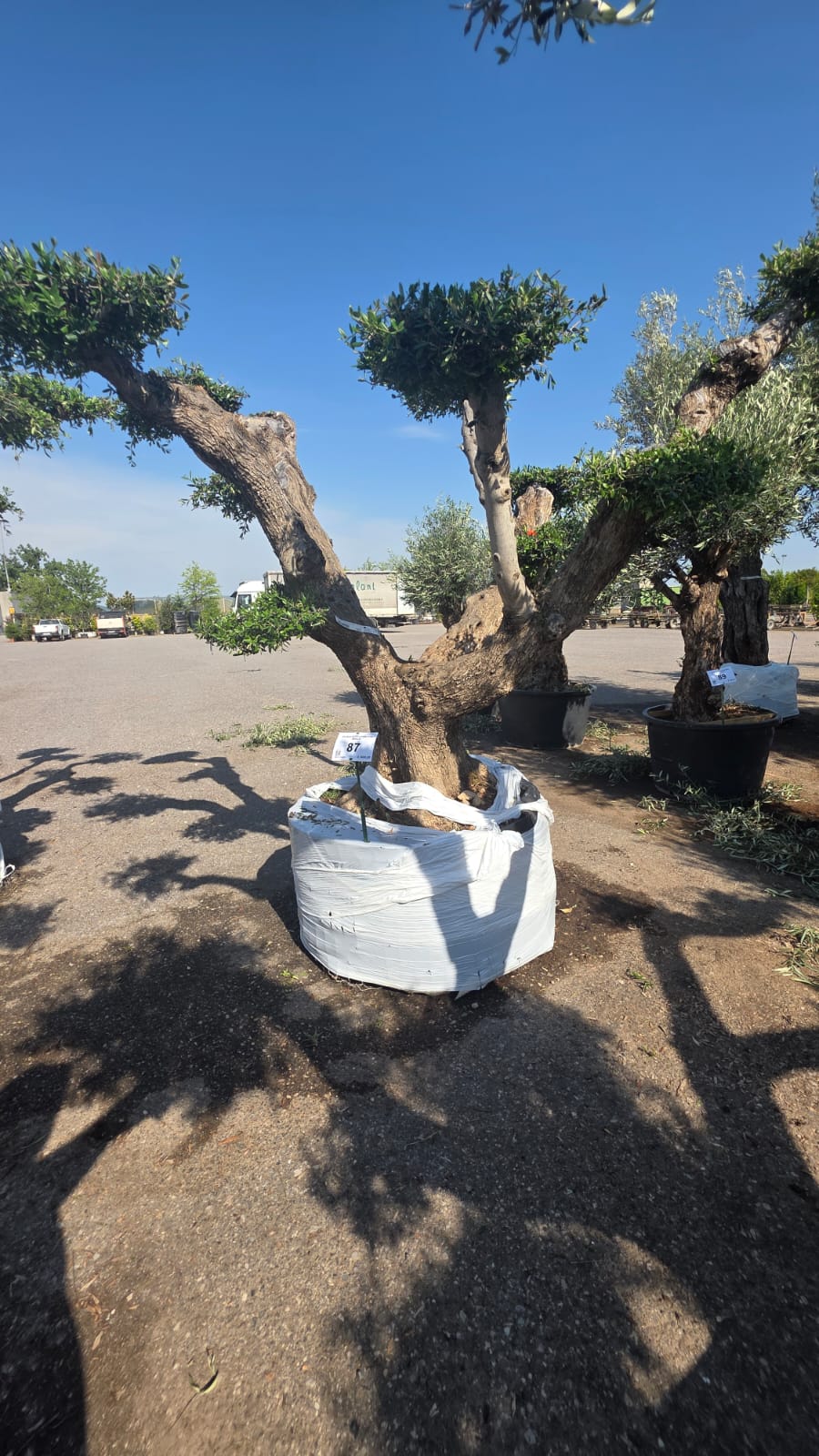 OLEA.EU_.87_5223