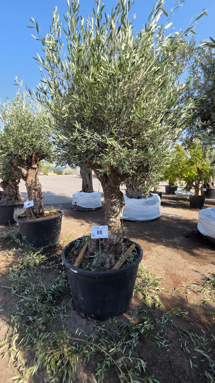 OLEA.EU_.88_5204
