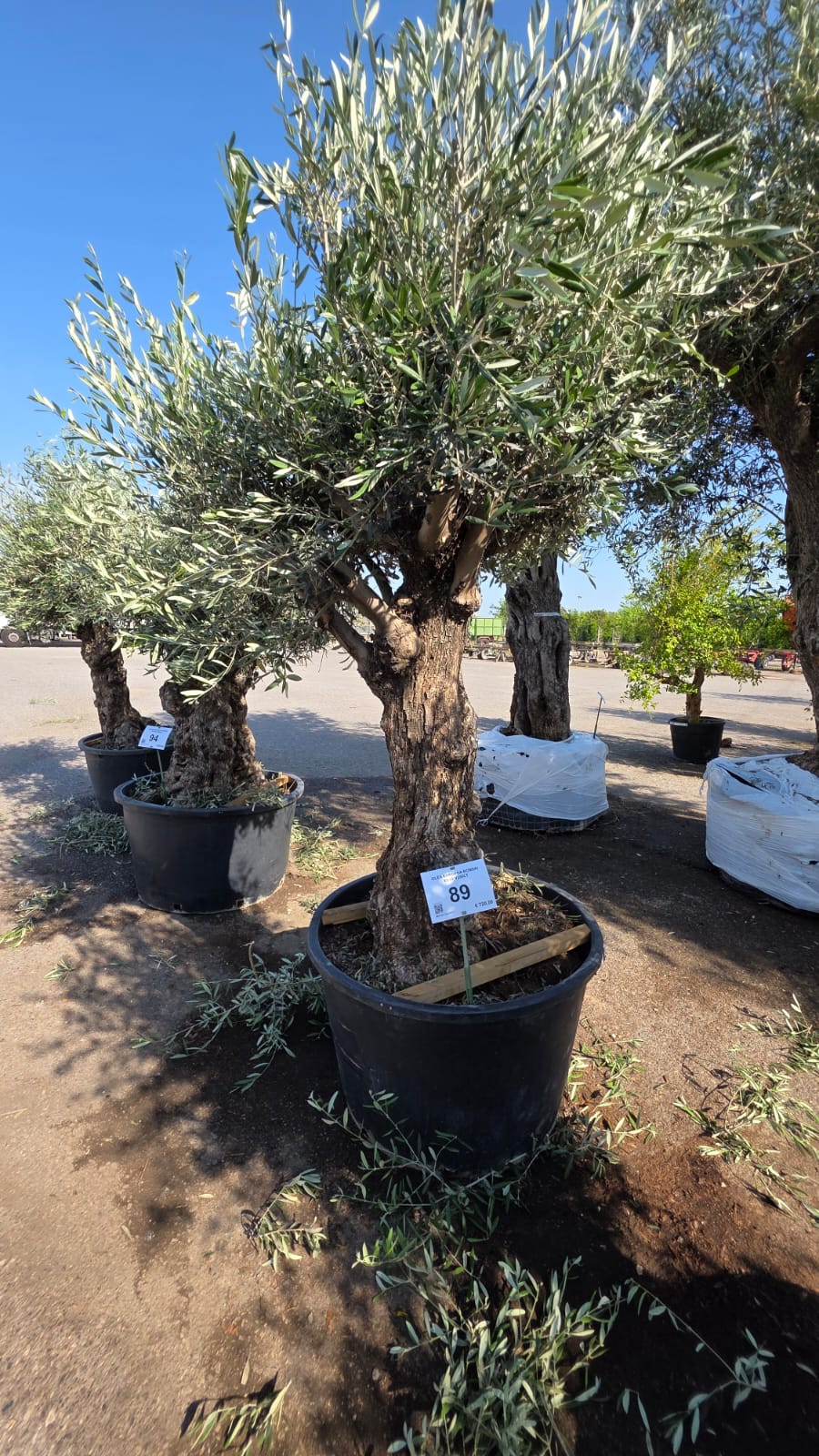 OLEA.EU_.89_5205