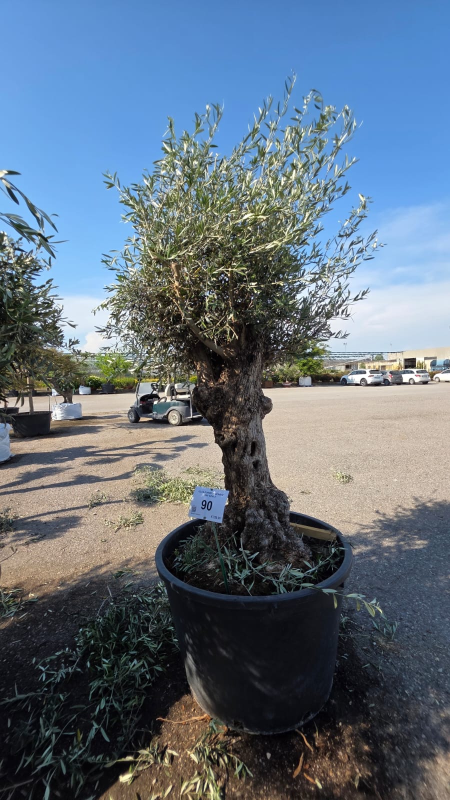 OLEA.EU_.90_5211