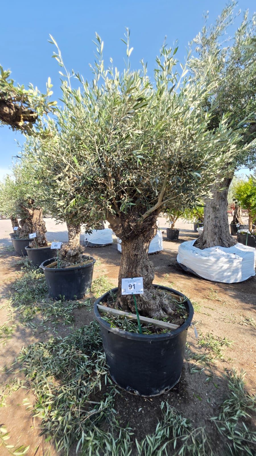 OLEA.EU_.91_5212