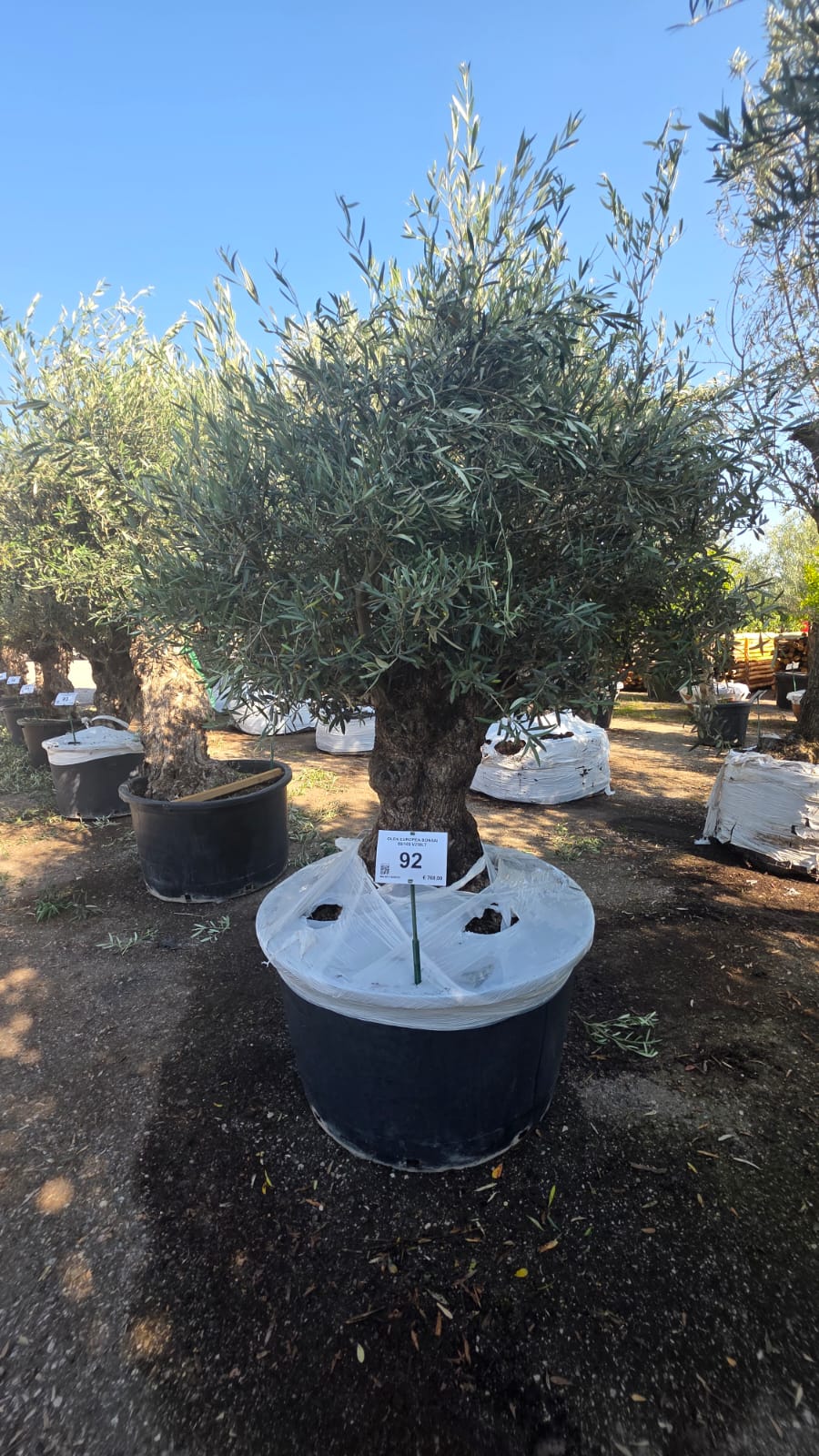 OLEA.EU_.92_5213
