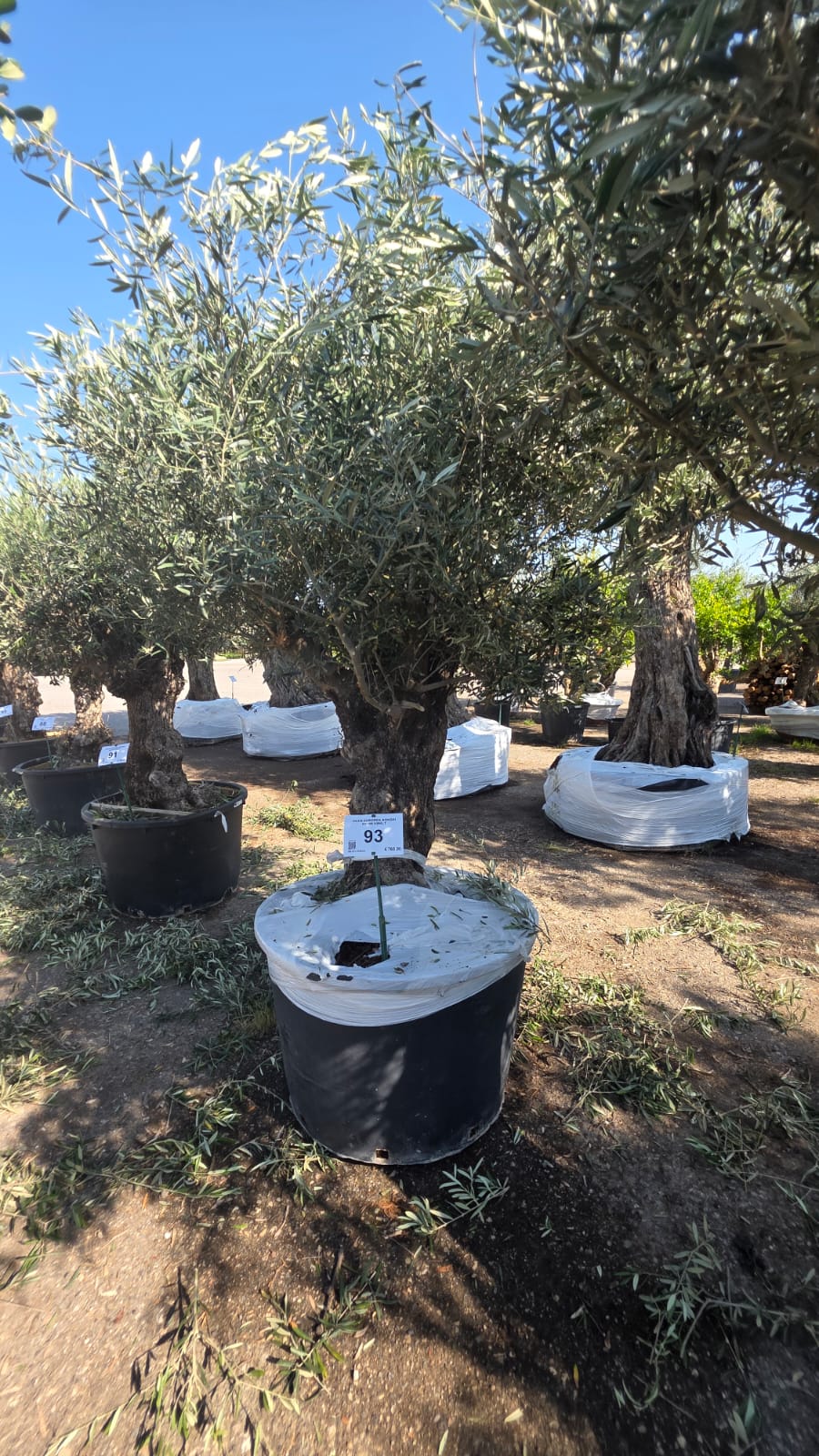 OLEA.EU_.93_5214