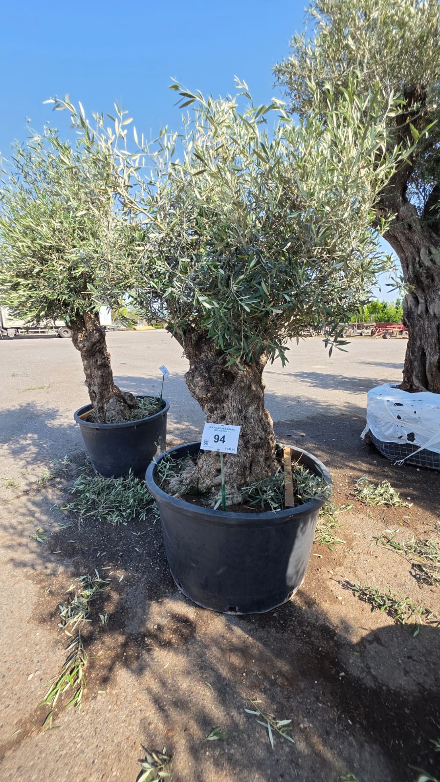 OLEA.EU_.94_5215