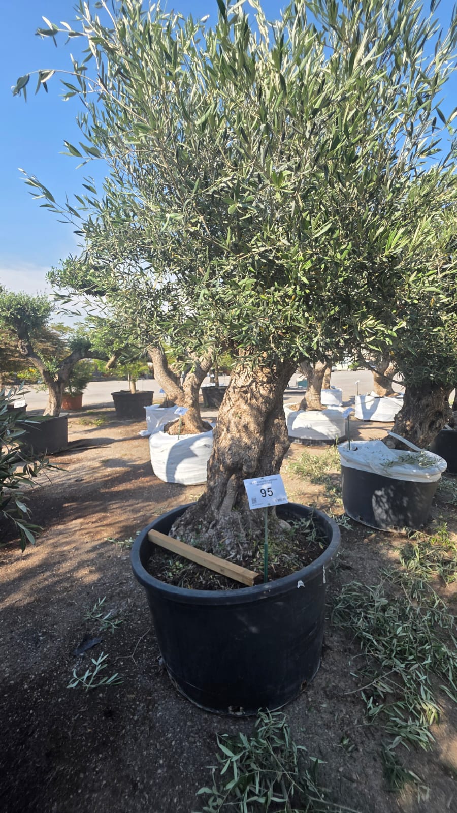 OLEA.EU_.95_5203