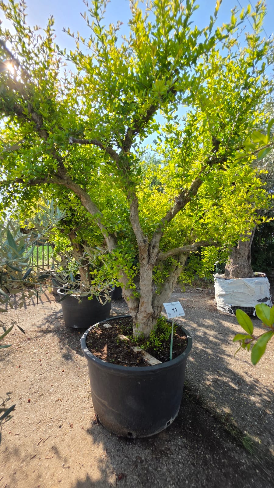 PUNI.GR_.11_5232