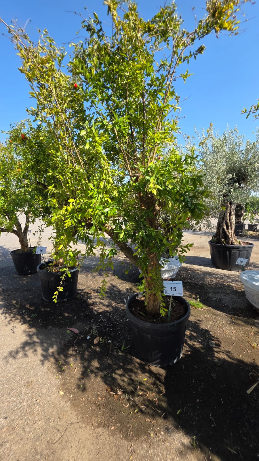PUNI.GR_.15_5224