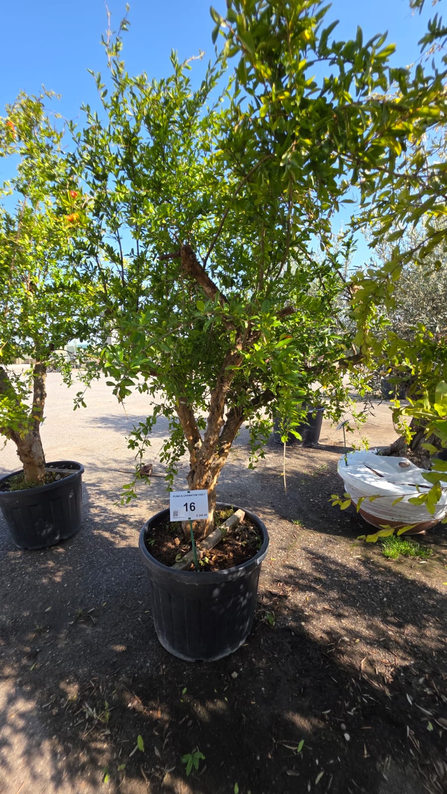PUNI.GR_.16_5225
