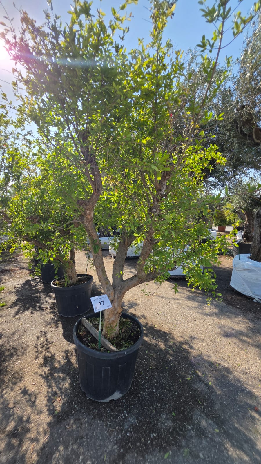 PUNI.GR_.17_5226