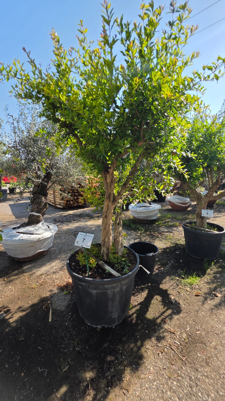 PUNI.GR_.7_5229