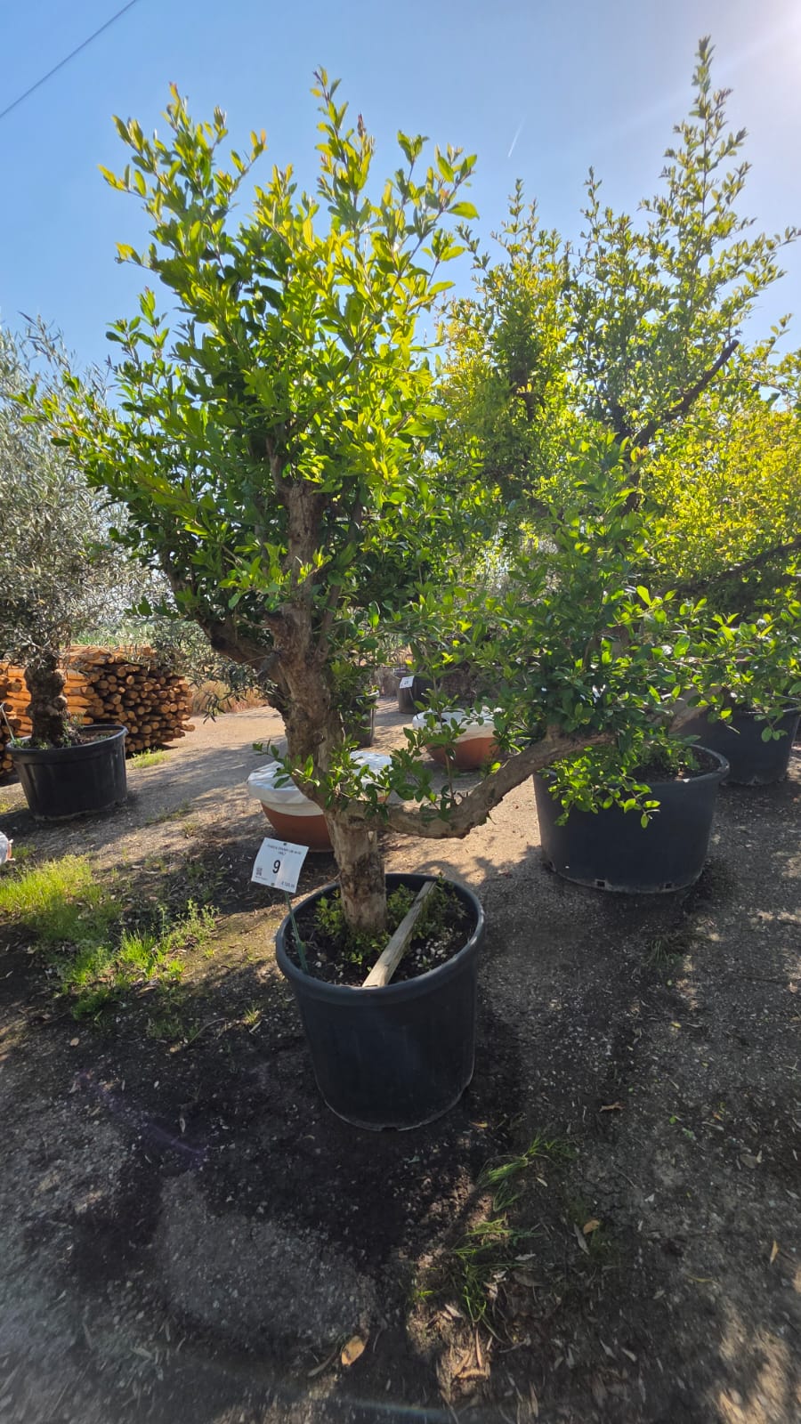 PUNI.GR_.9_5231