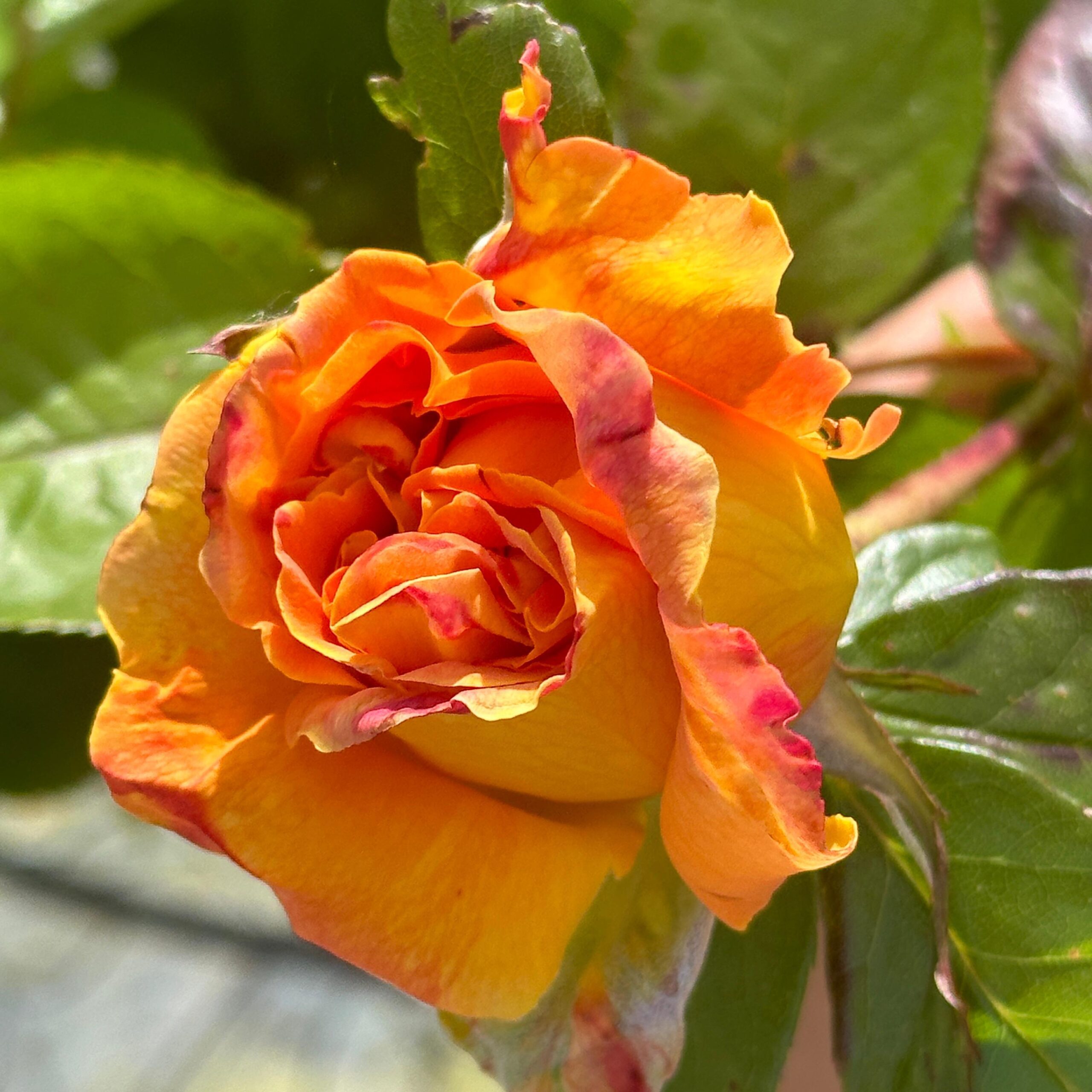 ROSA.GF_.AR_.H_5189