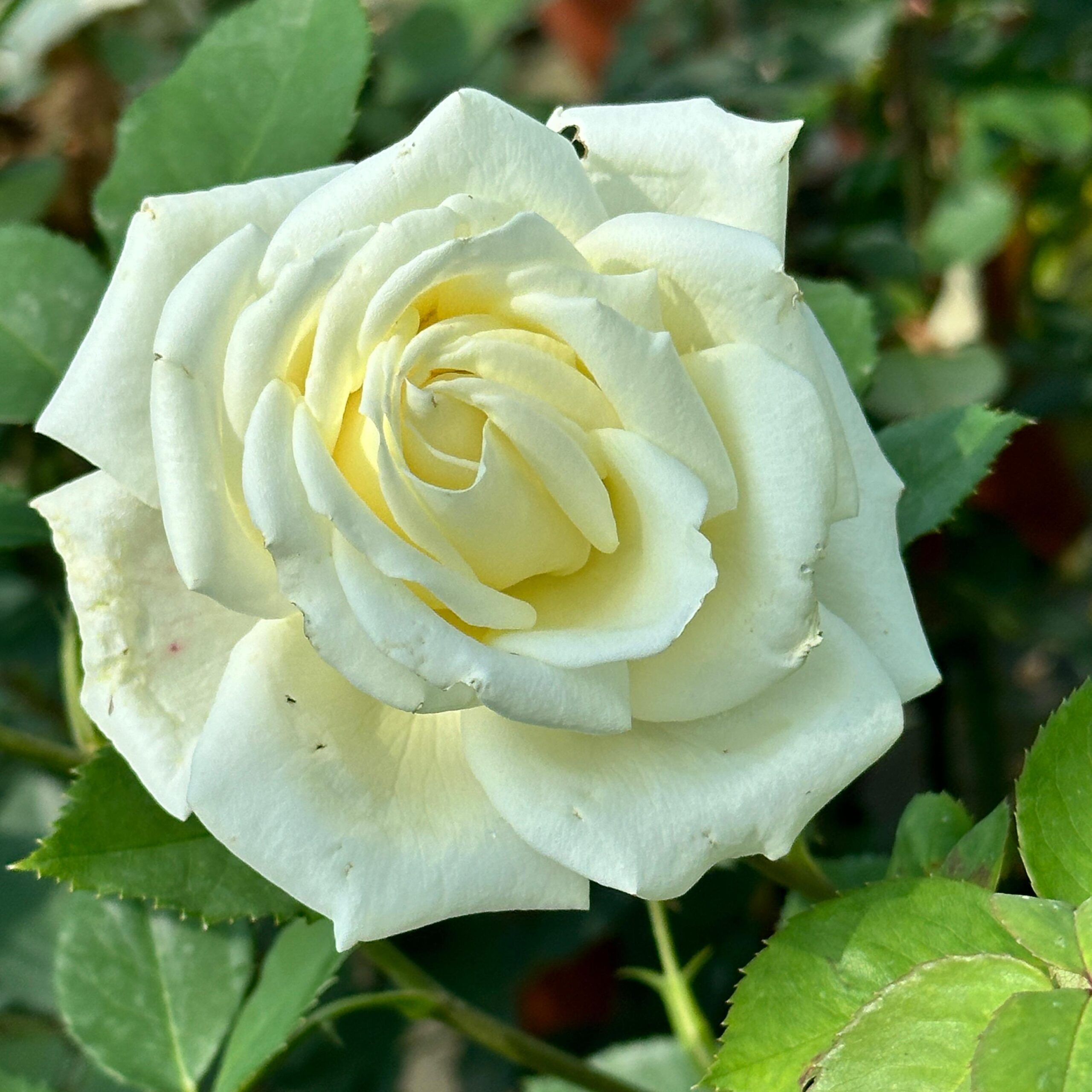 ROSA.GF_.SP_.E1_3689