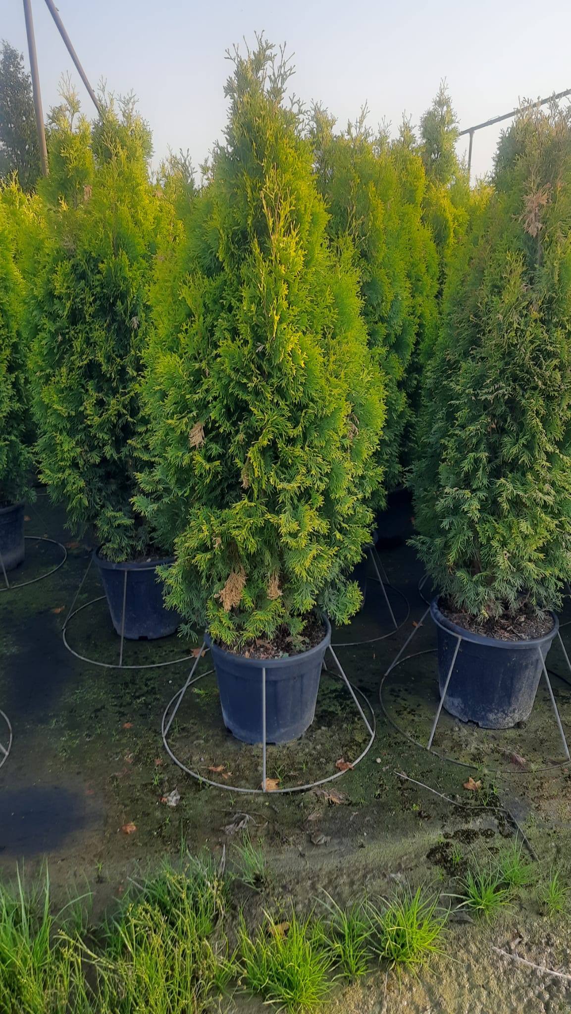 THUJ.OC_.SS_.M_5286