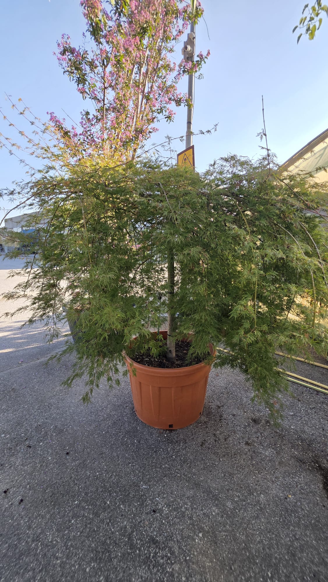 ACER.DI_.EL_.V5_5290-5