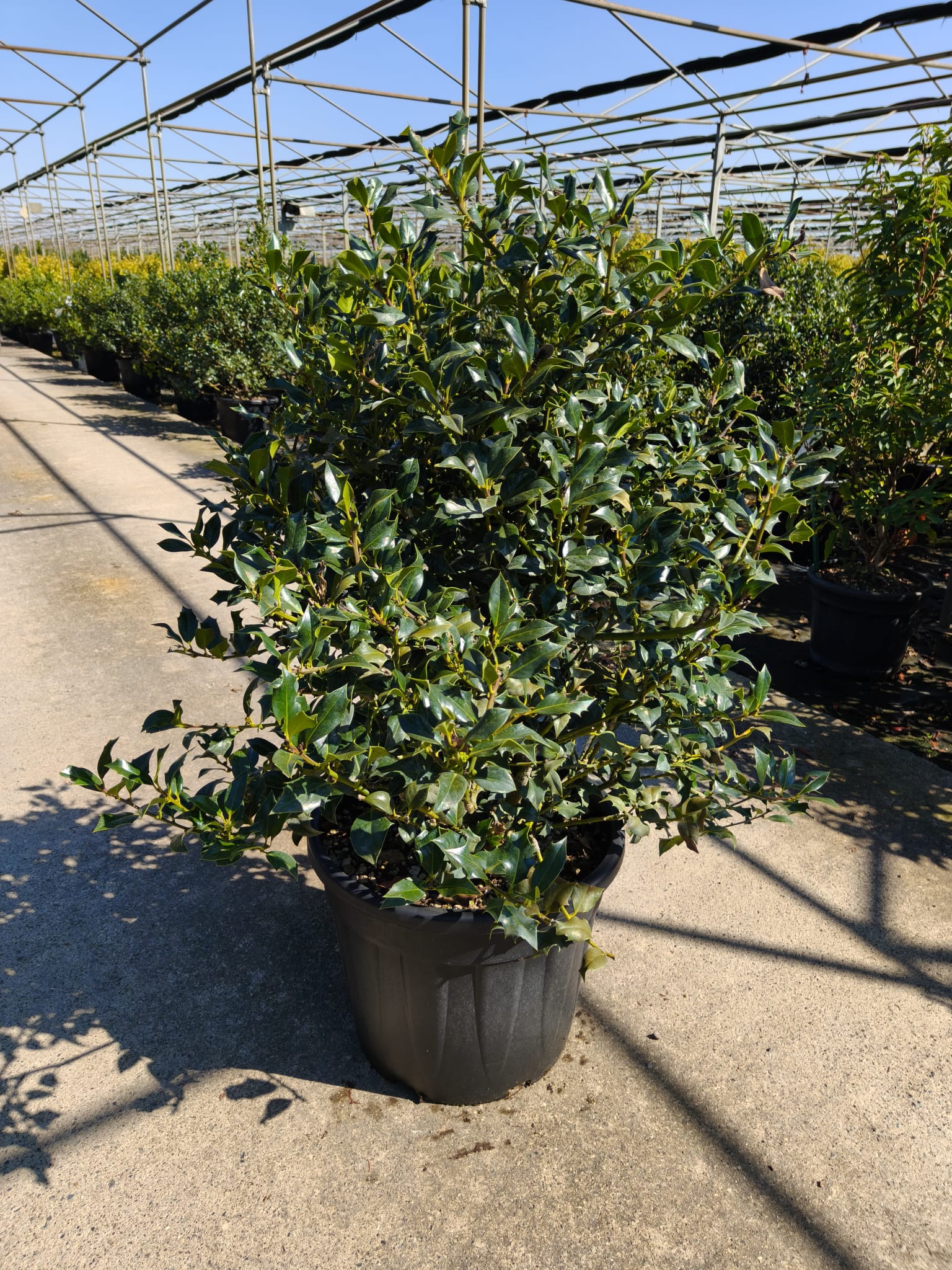 ILEX.AQ_.Q_5288-10