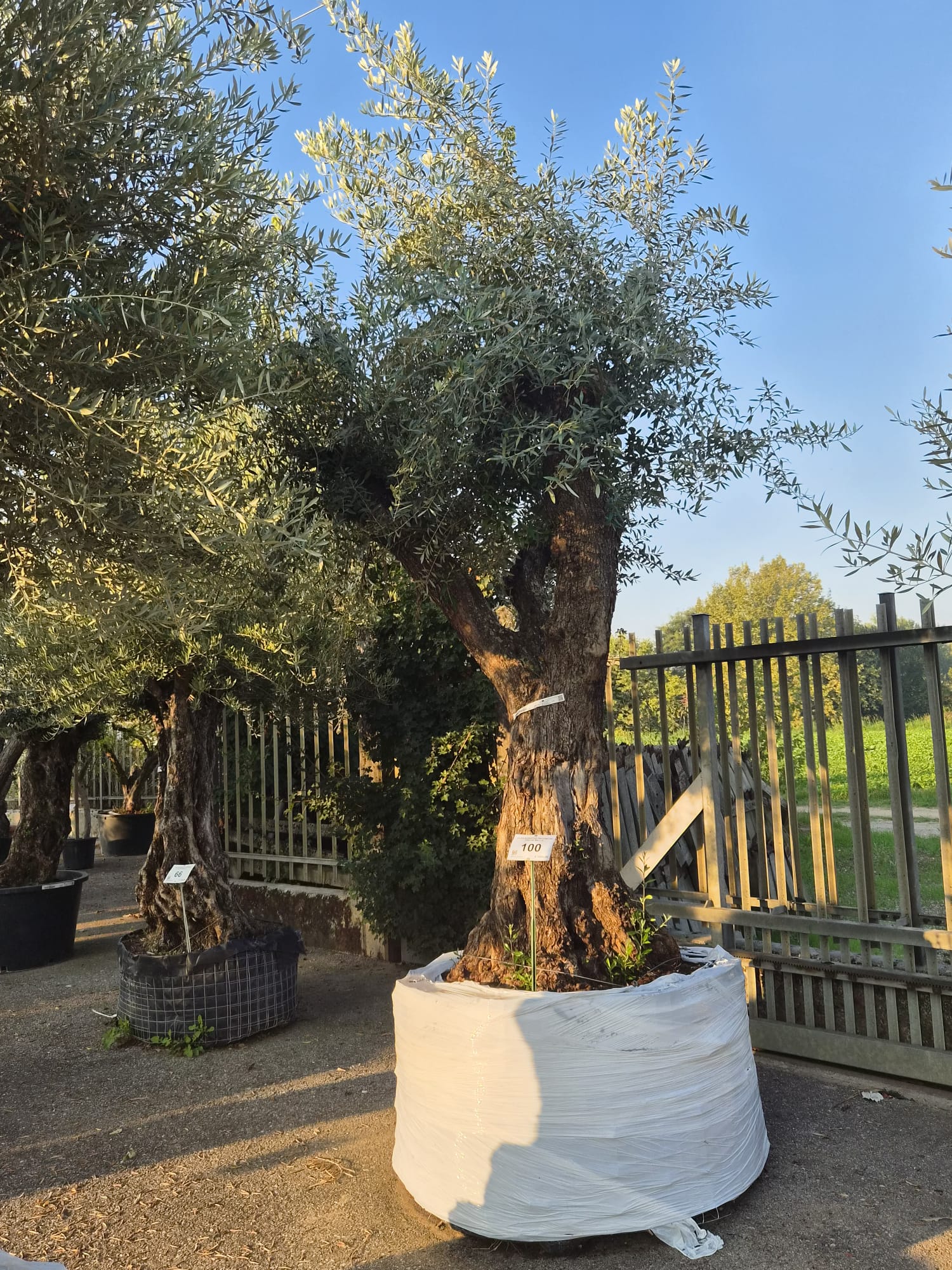 OLEA.EU_.100_5322