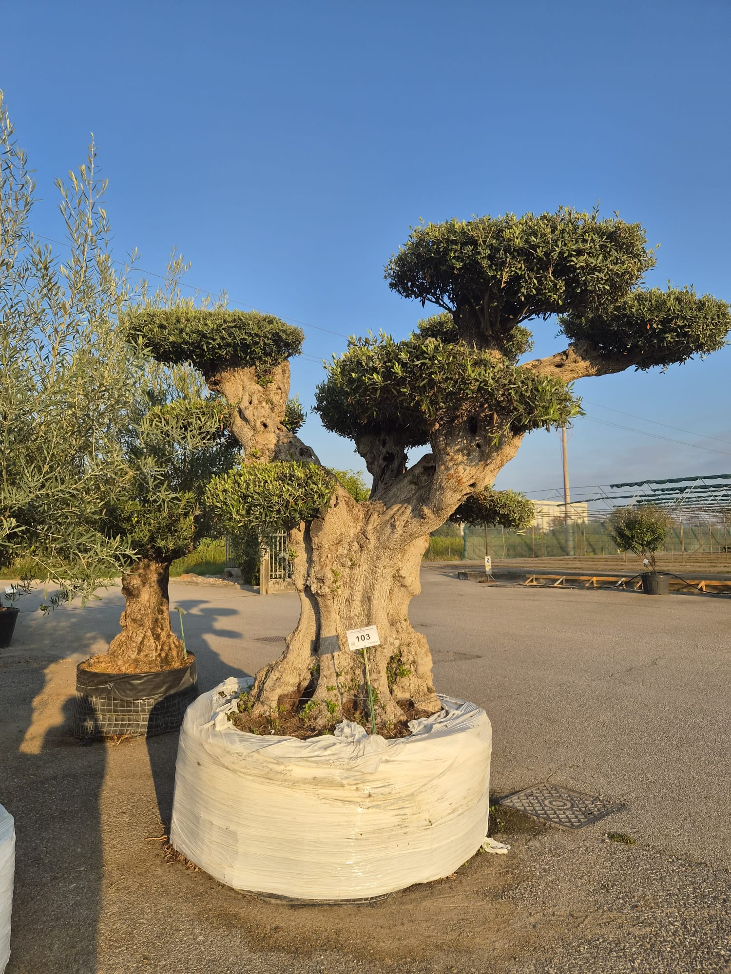 OLEA.EU_.103_5304