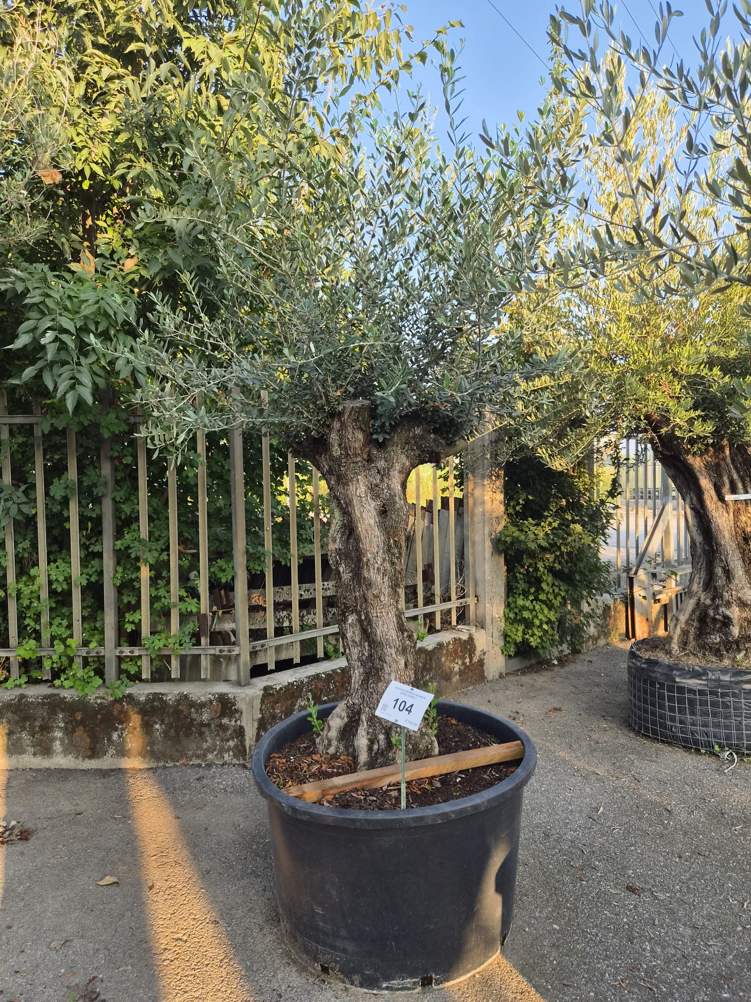 OLEA.EU_.104_5312