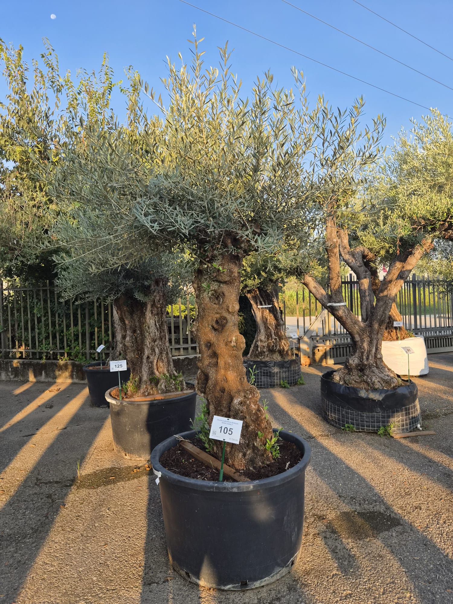 OLEA.EU_.105_5313