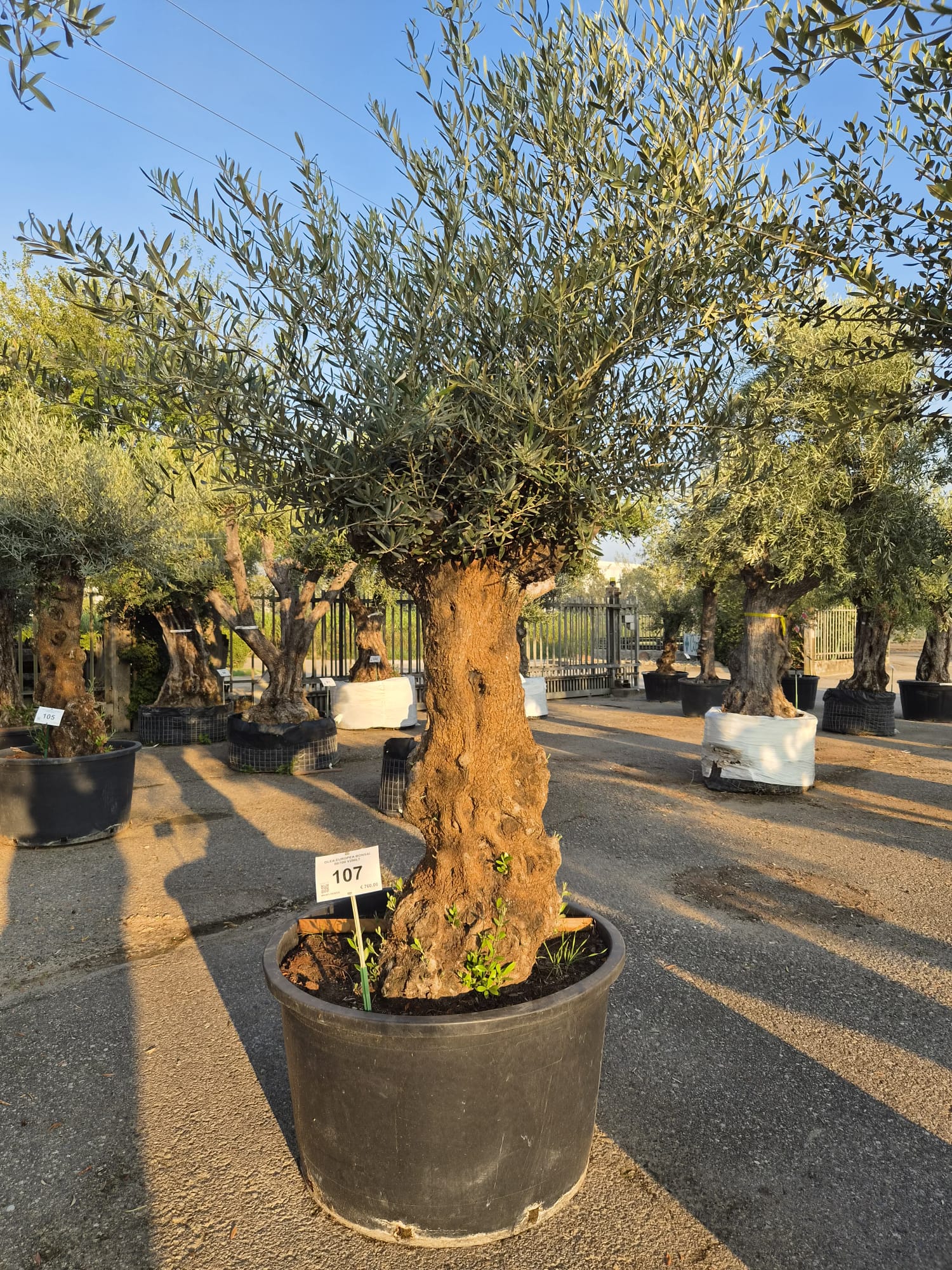 OLEA.EU_.107_5315