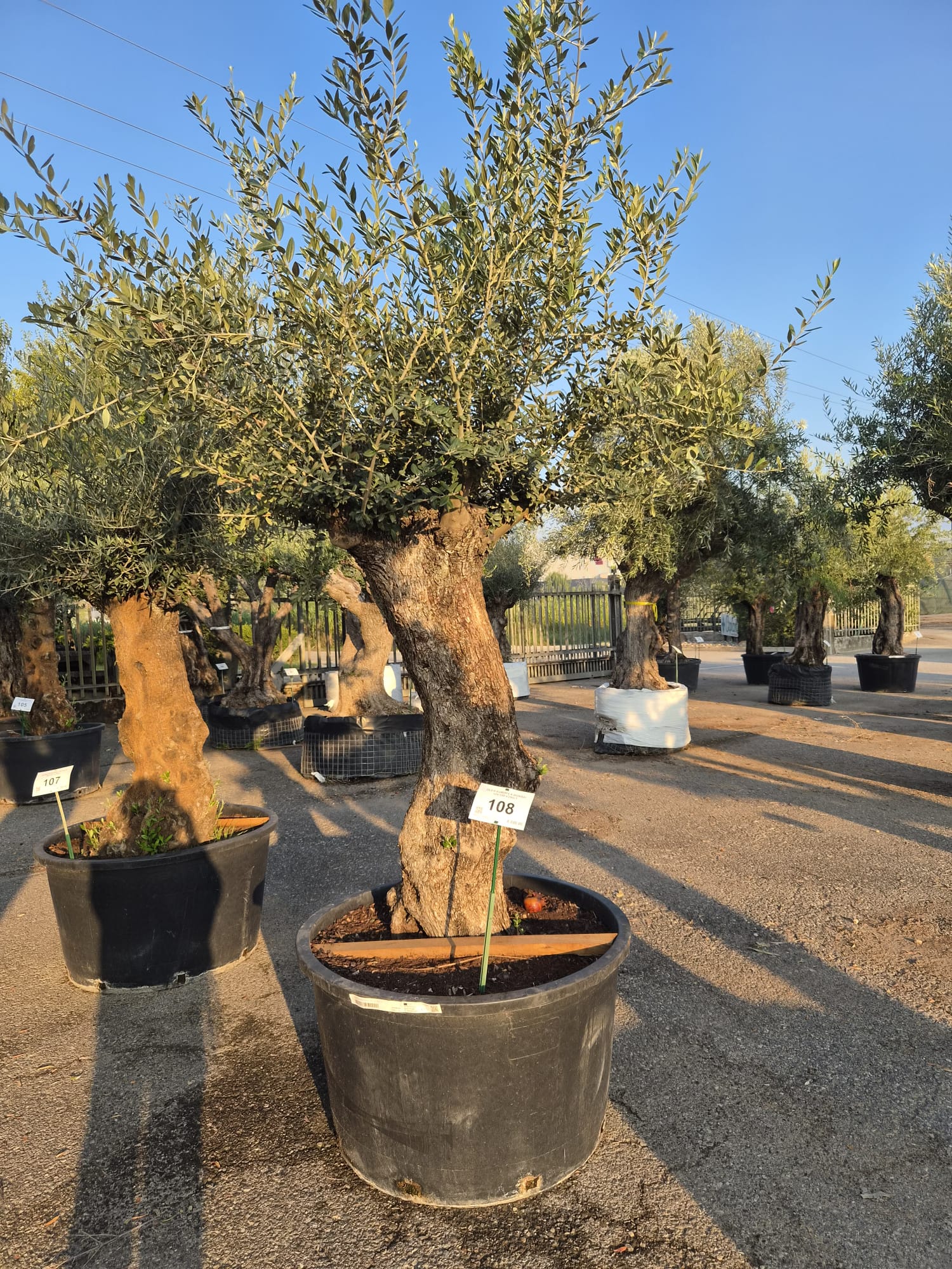 OLEA.EU_.108_5310