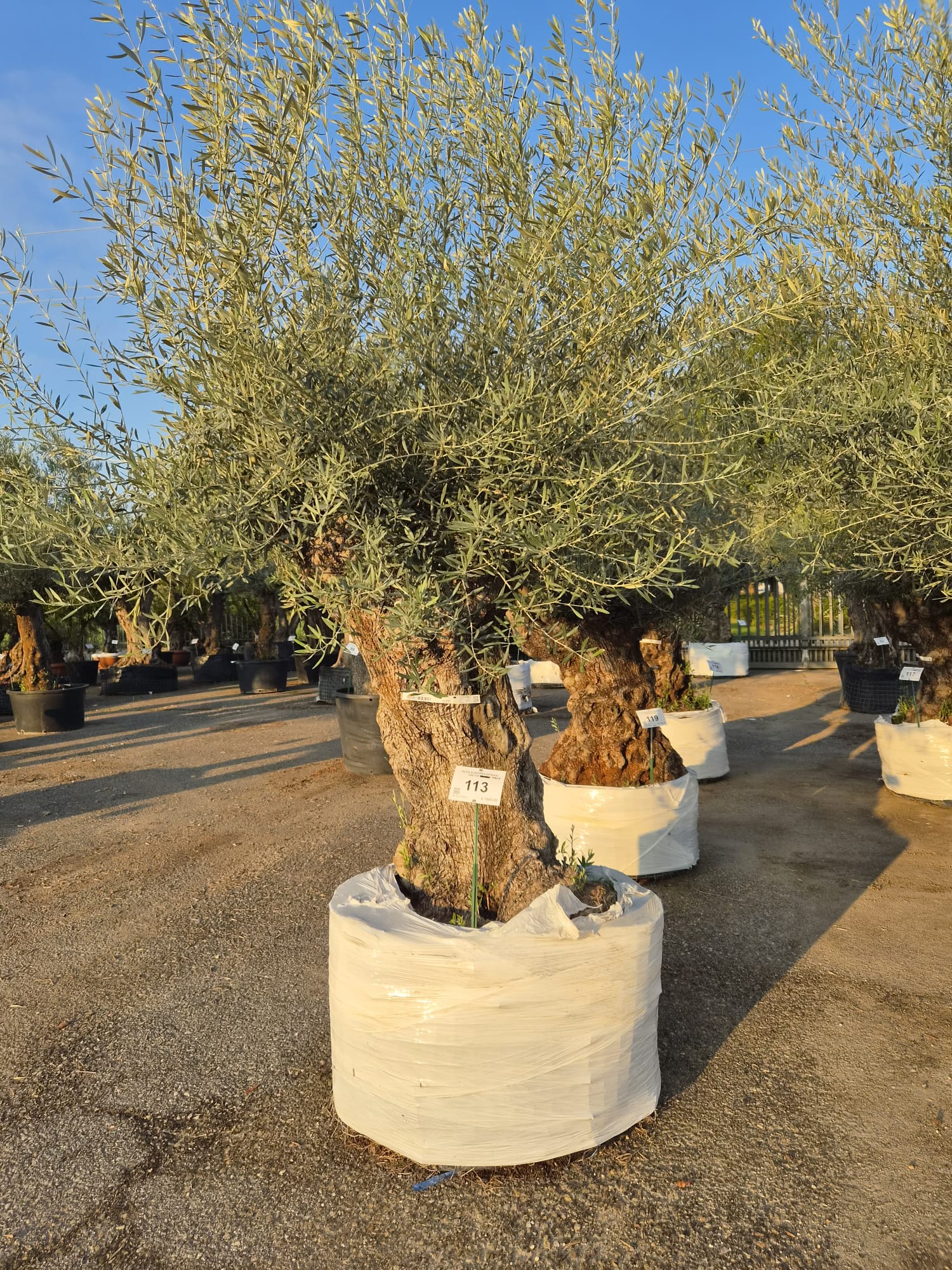 OLEA.EU_.113_5305