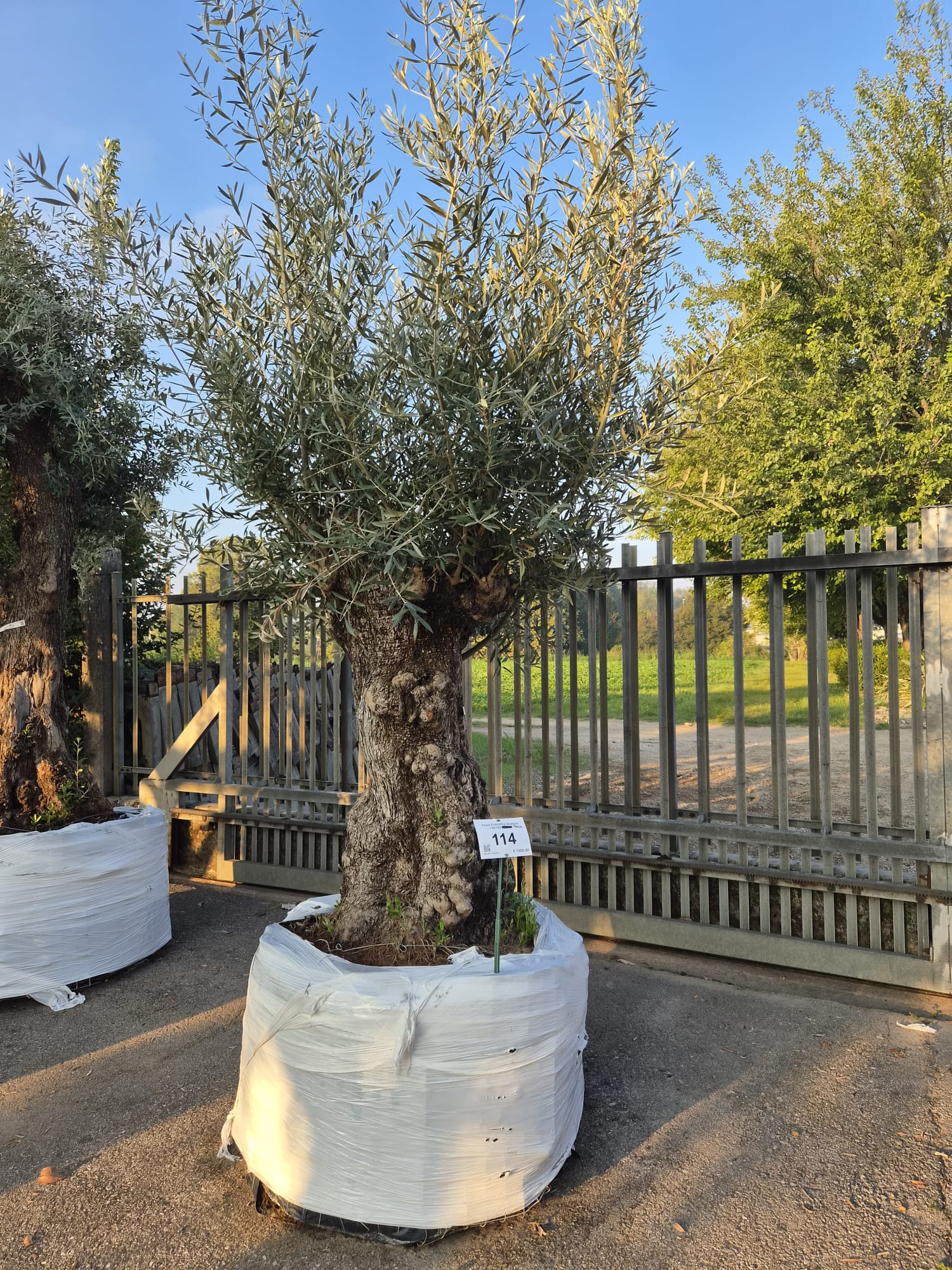 OLEA.EU_.114_5306