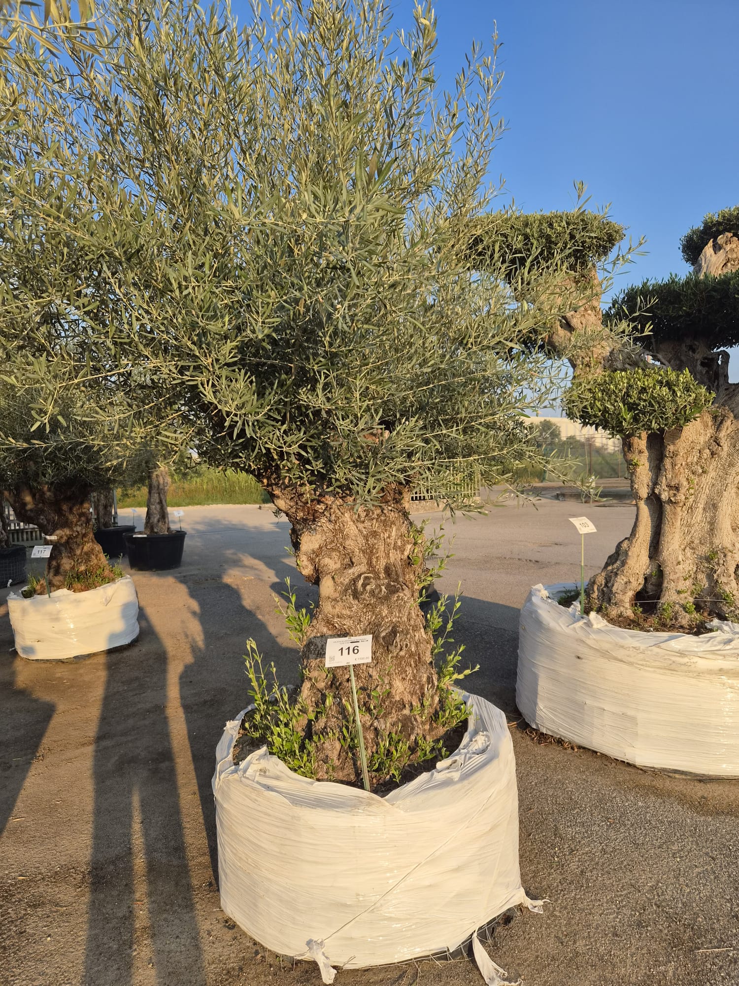 OLEA.EU_.116_5307