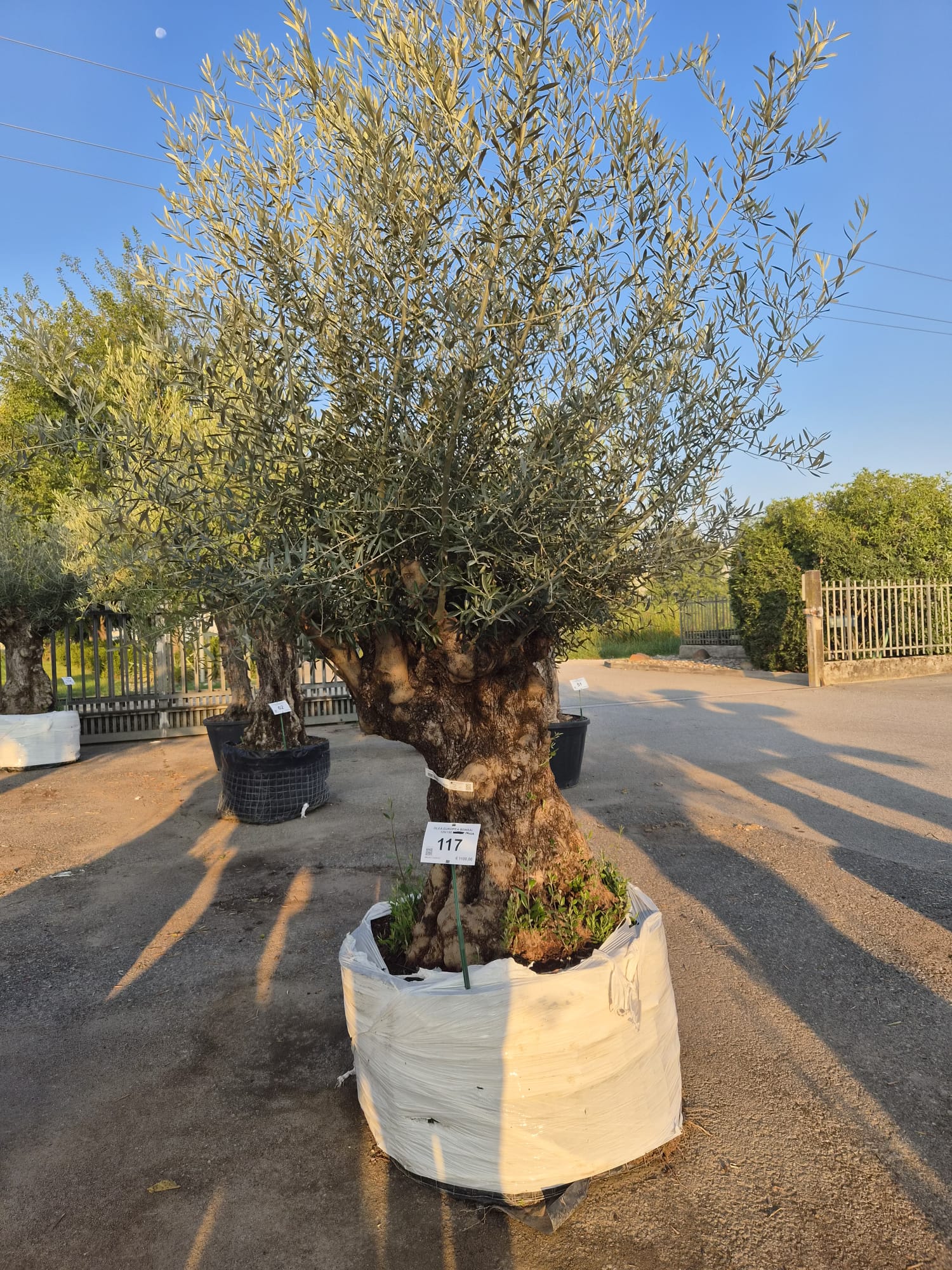 OLEA.EU_.117_5308