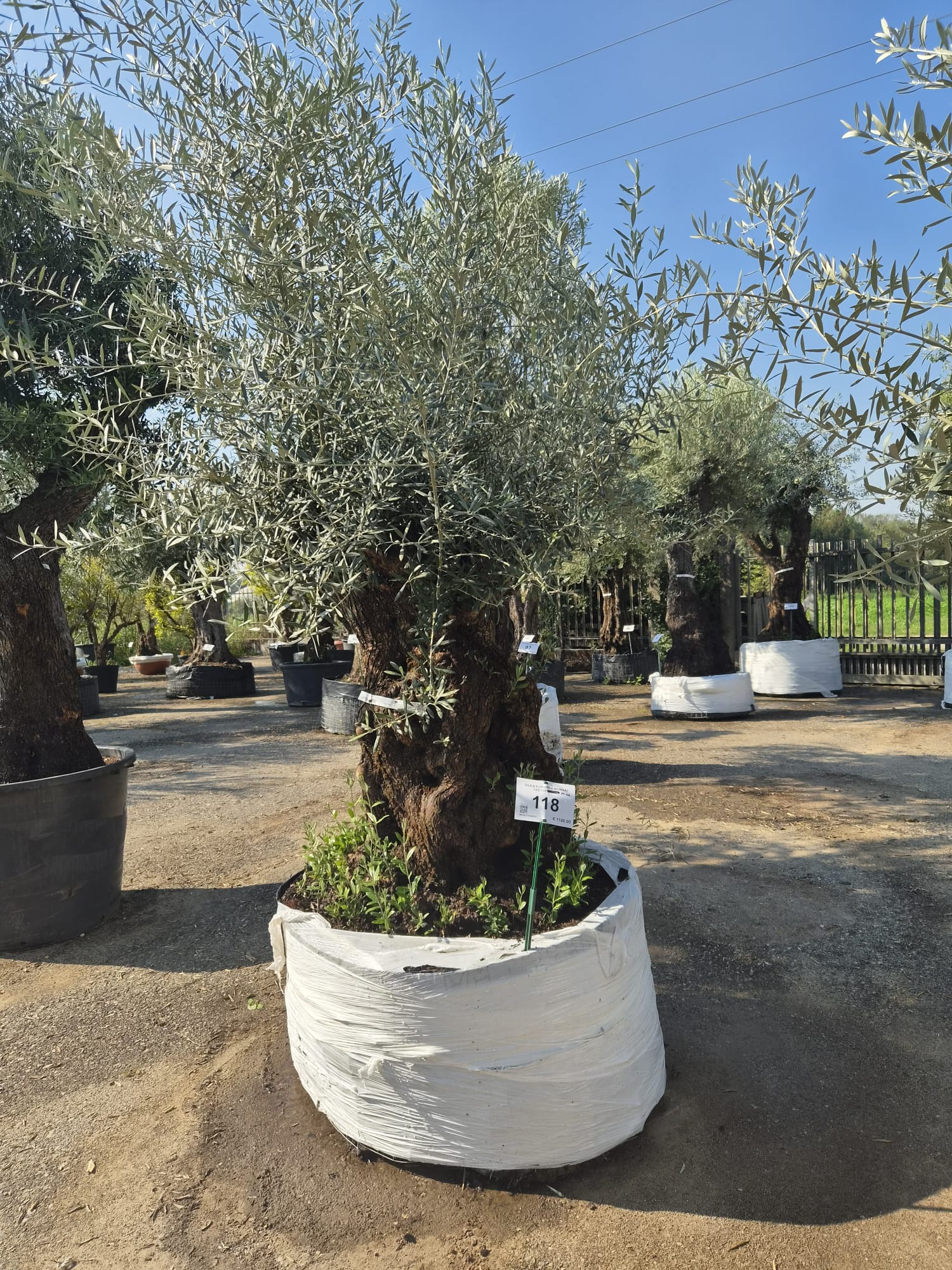 OLEA.EU_.118_5324